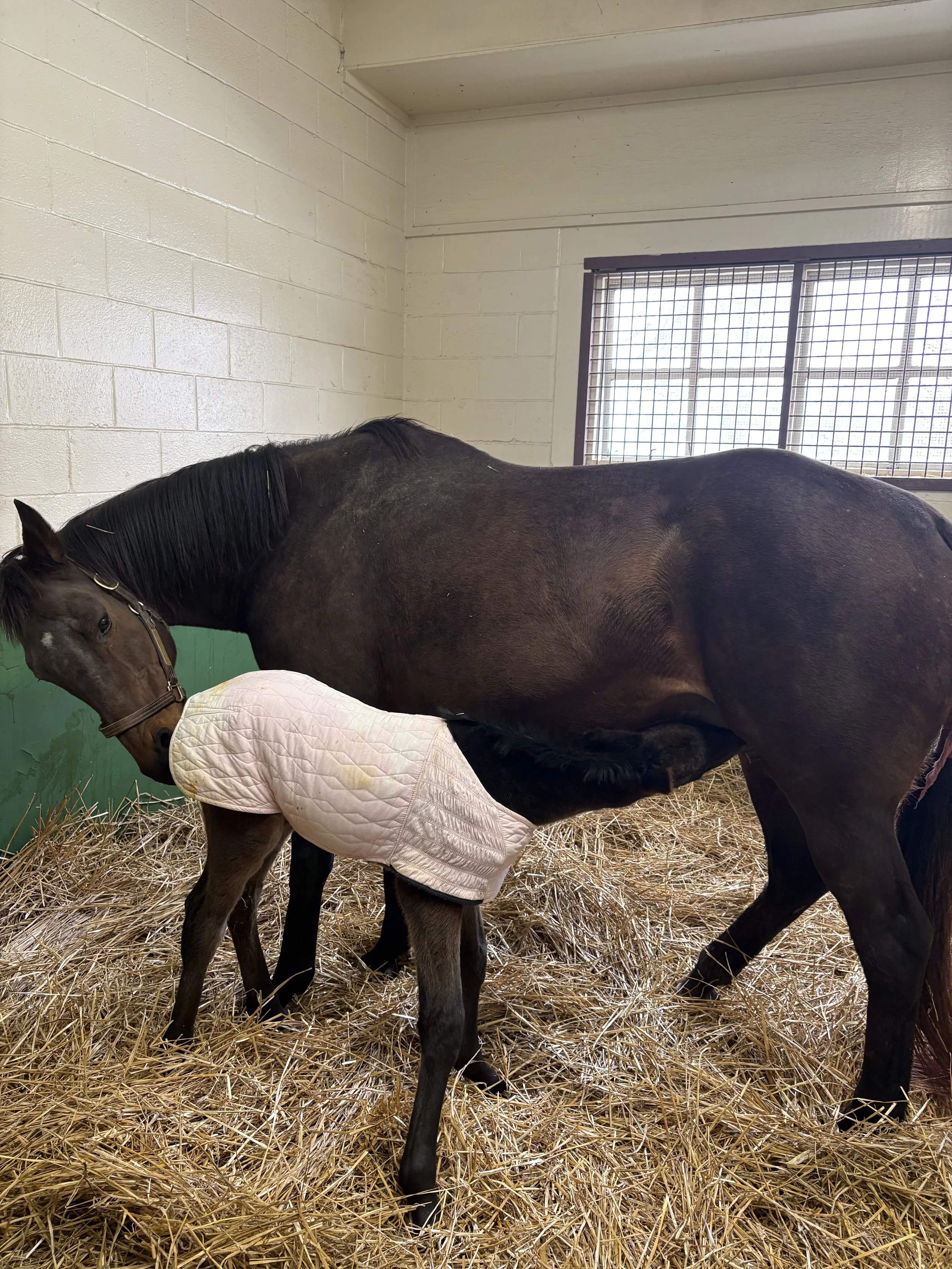 Meadowsweet x Nyquist