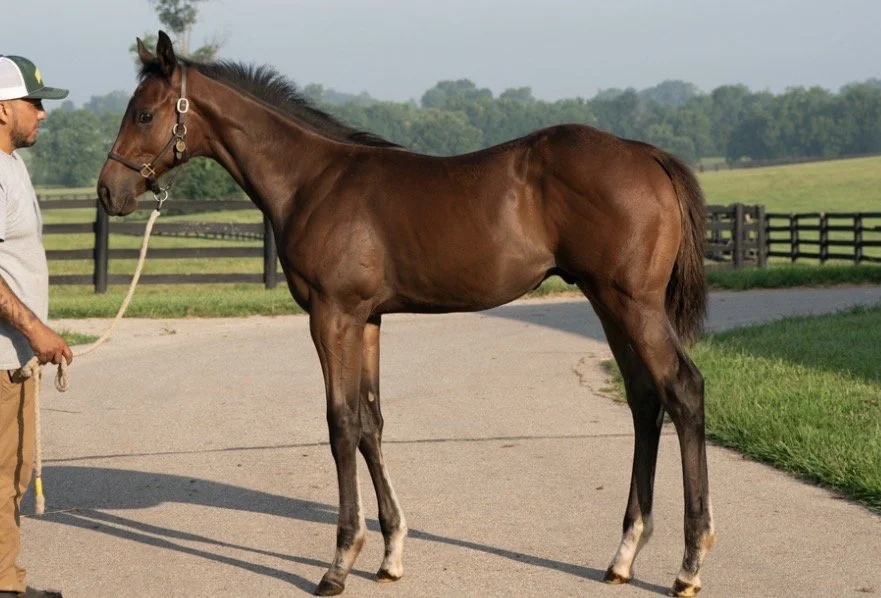 Spring Lily x City of Light Colt