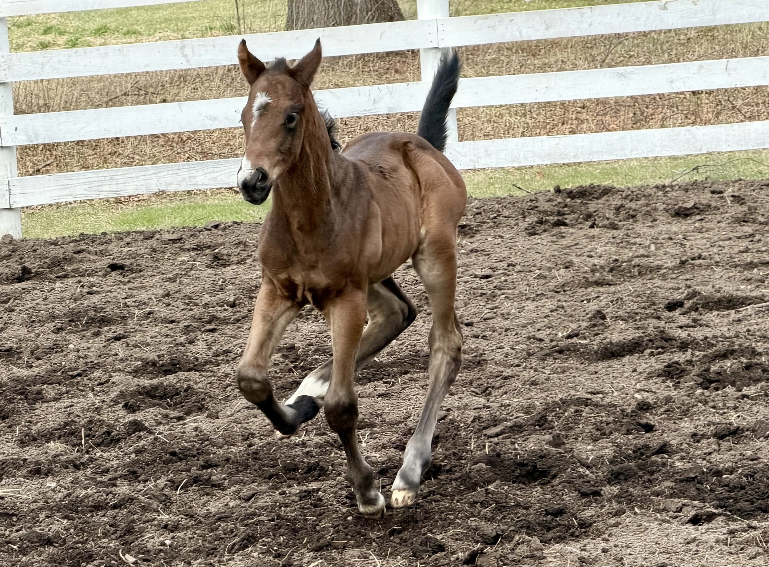 Miss Catomine x Candy Ride Colt 