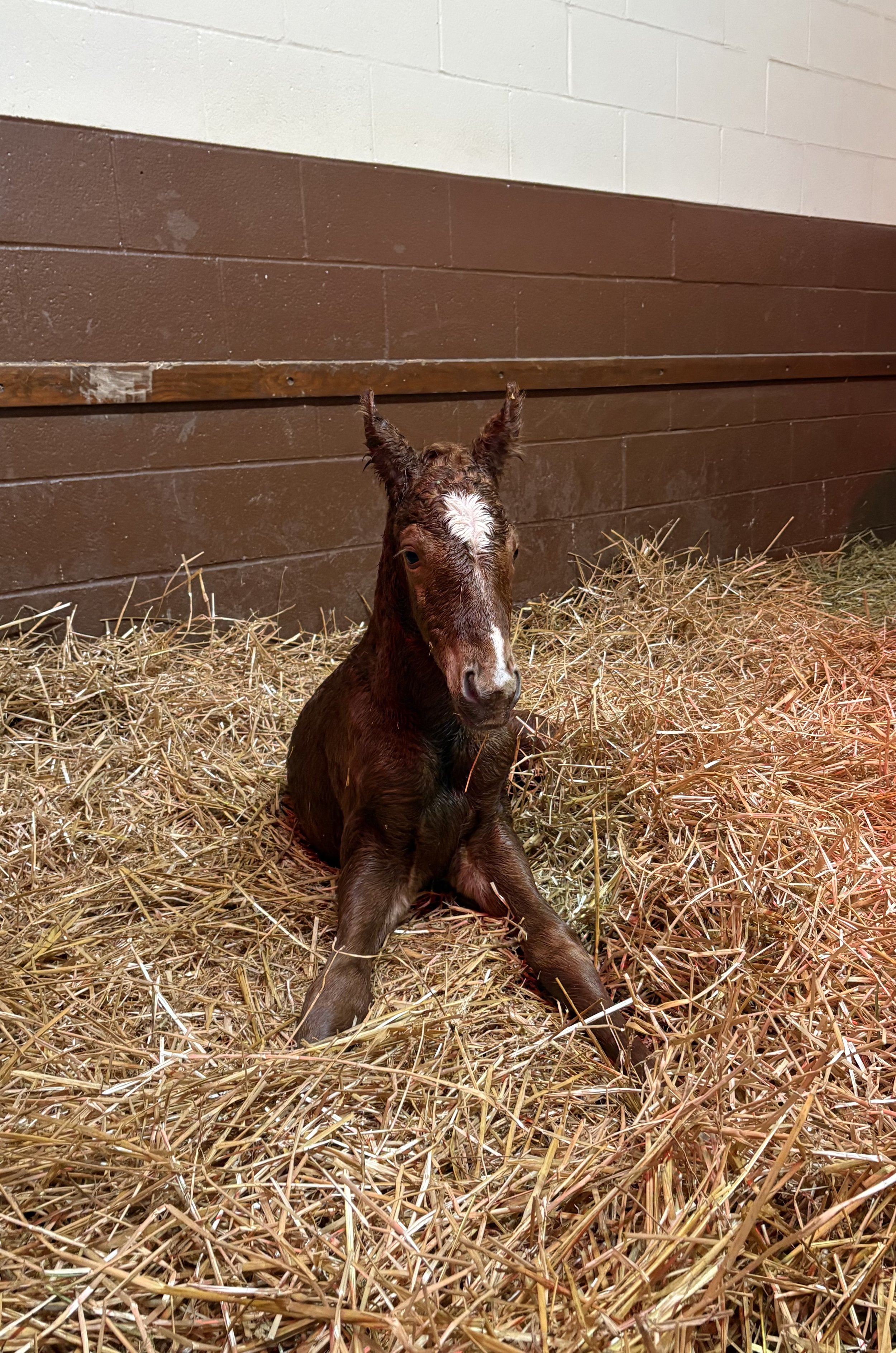 Into Chocolate x Good Magic