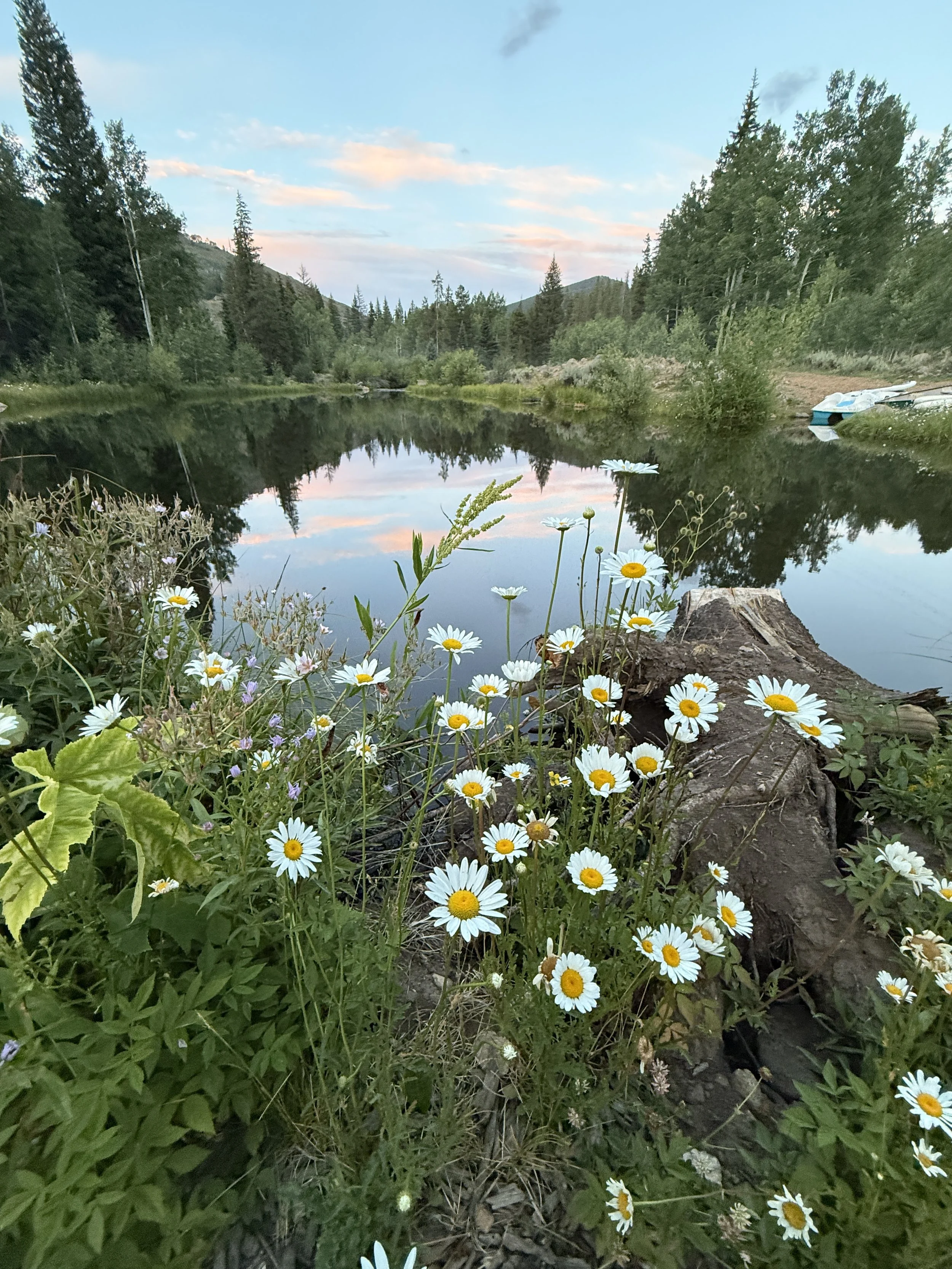 A peaceful lake in a forested area with calm water reflecting the sky and trees, surrounded by wildflowers and greenery, under a partly cloudy sky at sunset.