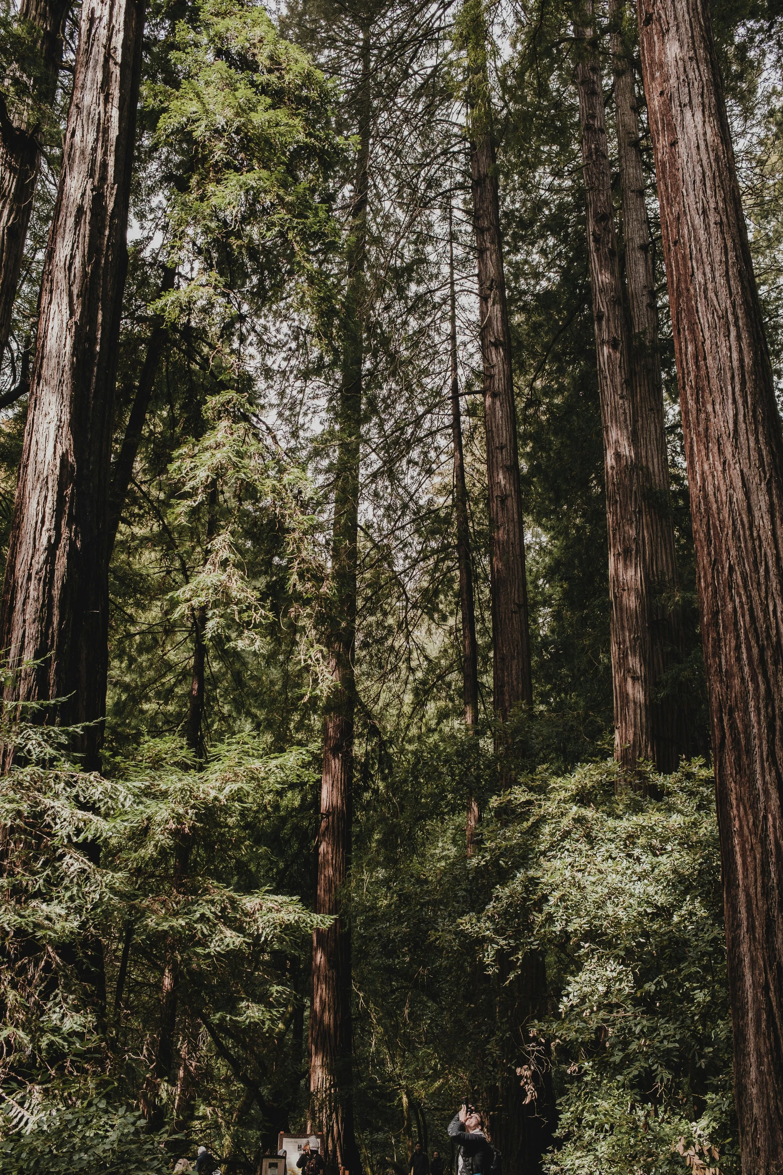 Tall redwood trees in a forest with people walking and taking pictures at the bottom.