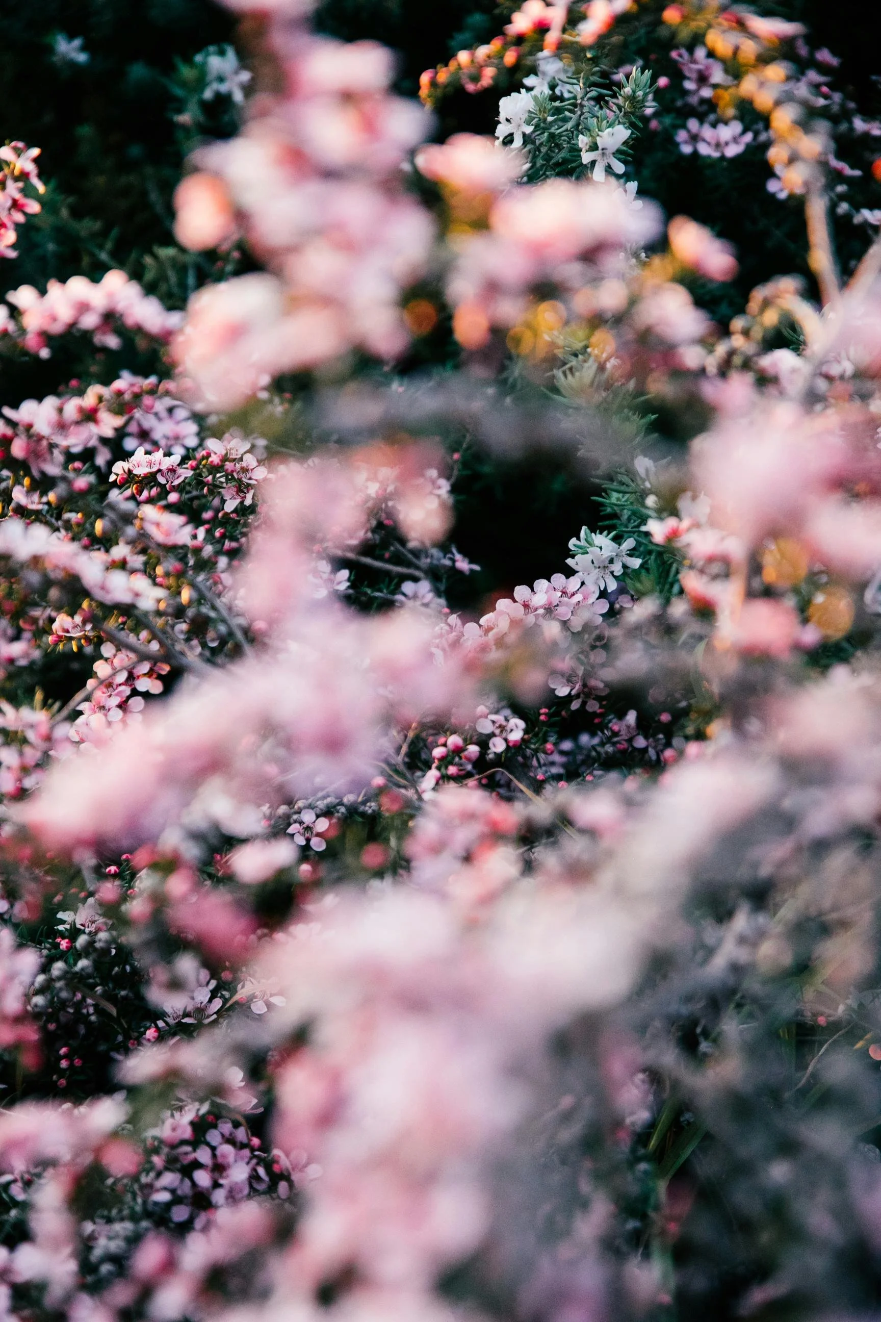 Close-up of pink and white small flowers blooming on bushes, with some blurred flowers in the foreground and background.