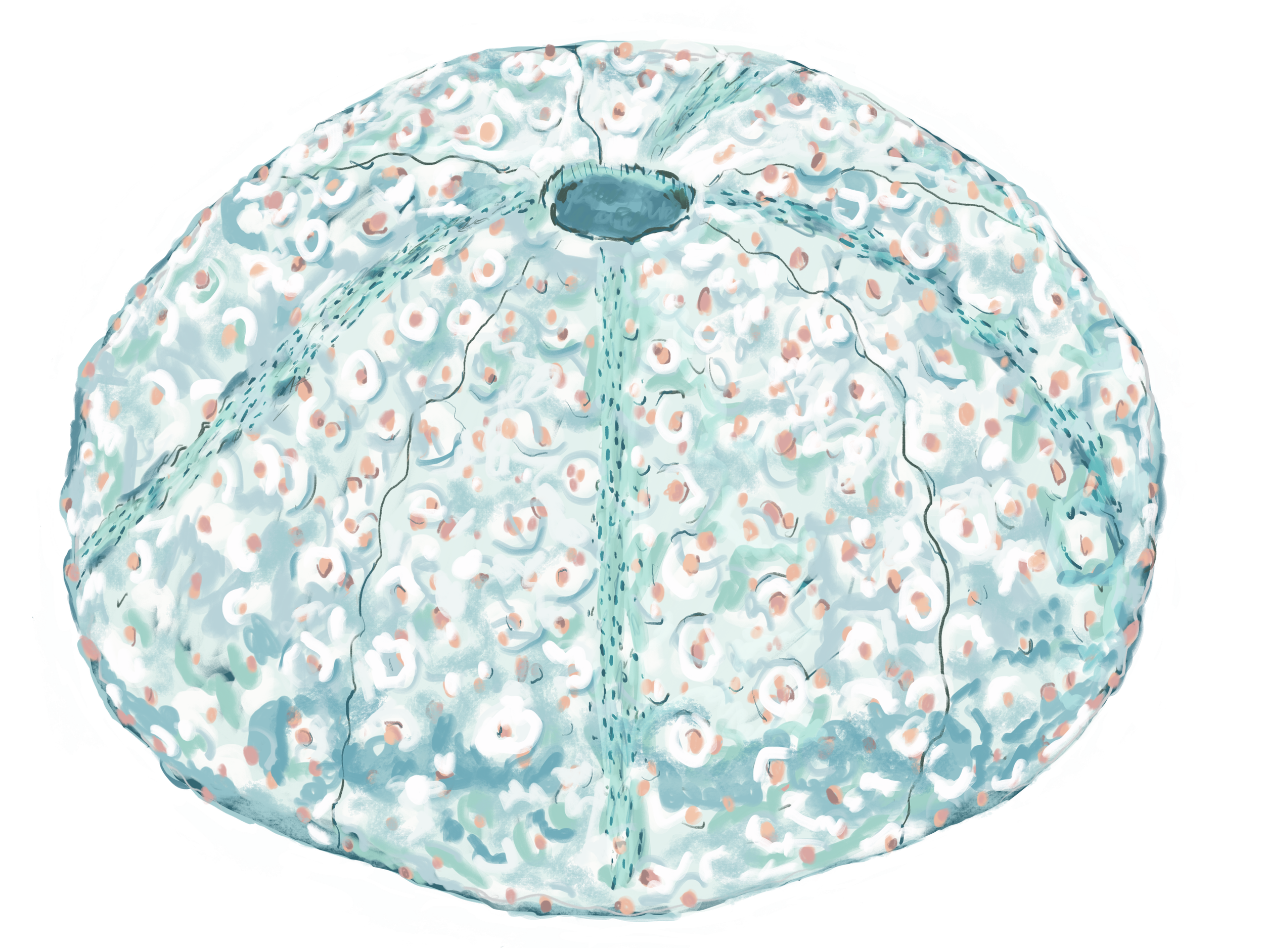 A pastel green and blue Seashell illustration showing details. Spherical shaped with a textured, lumpy surface, with a center hole and visible internal structure.