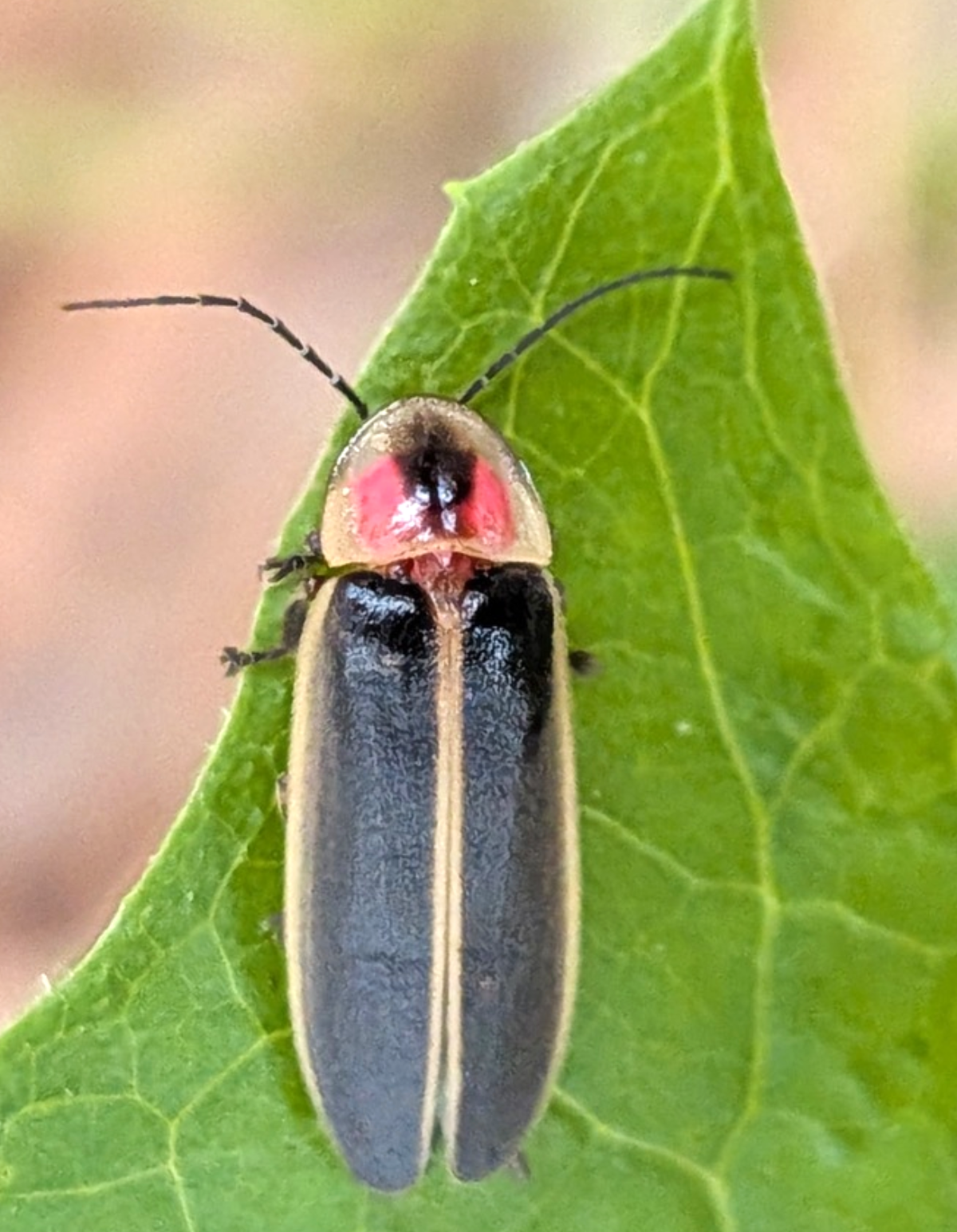 Firefly on a Leaf
