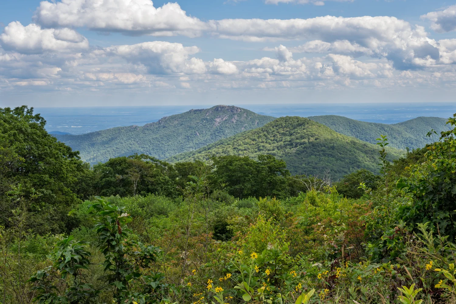 Old Rag Master Naturalists | Volunteers for Conservation