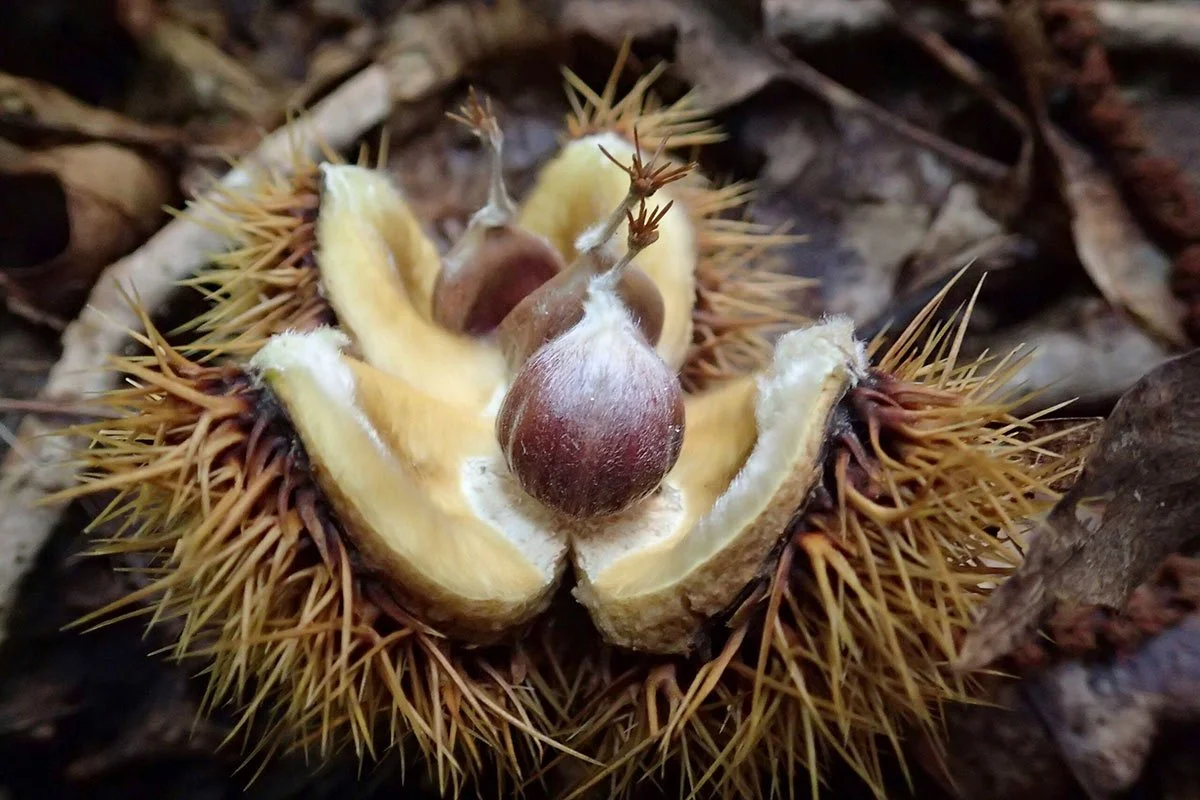 The Return of a Forest Icon: Strategies for Restoring American chestnut 