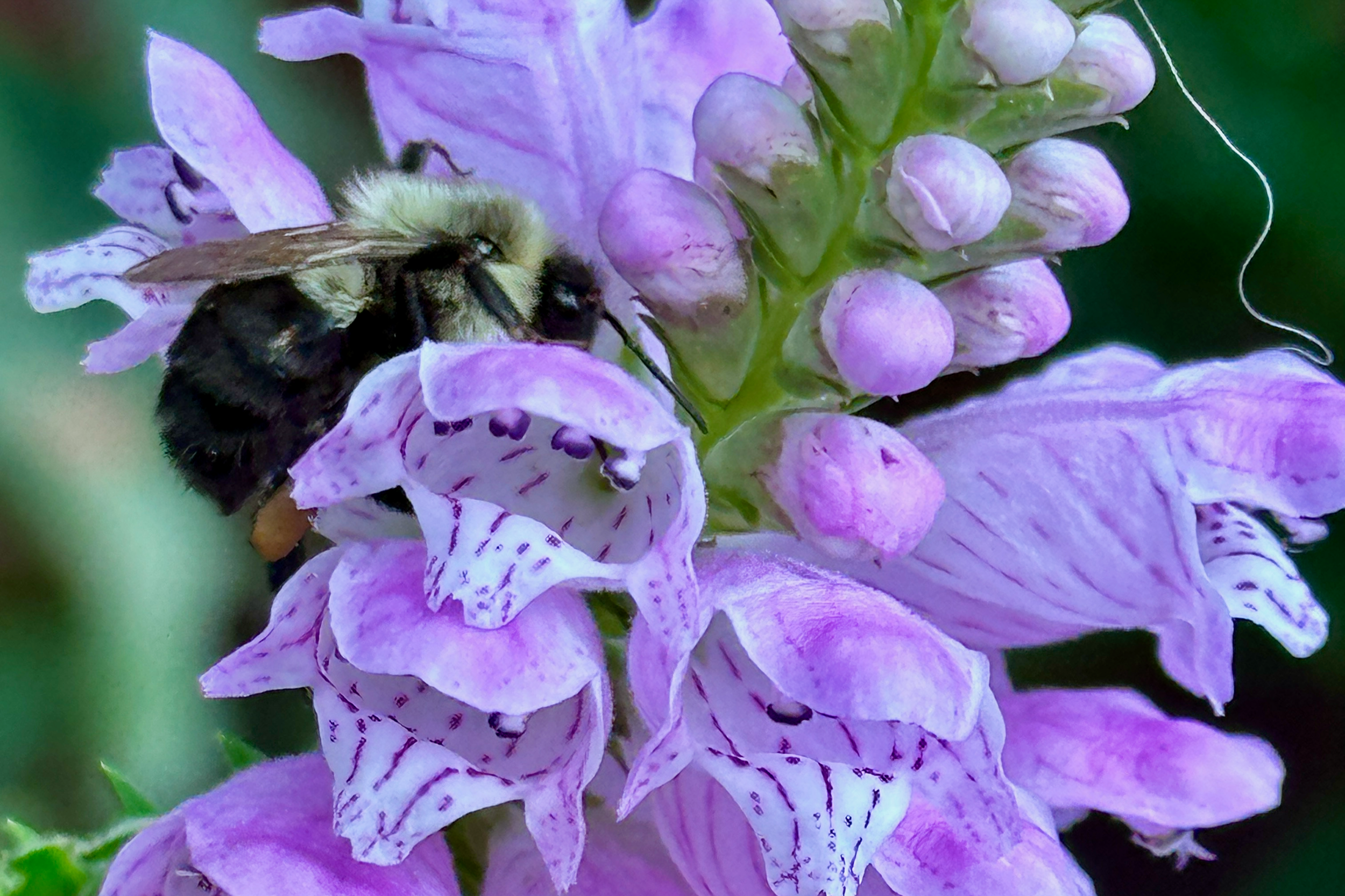 Native Bees Presentation