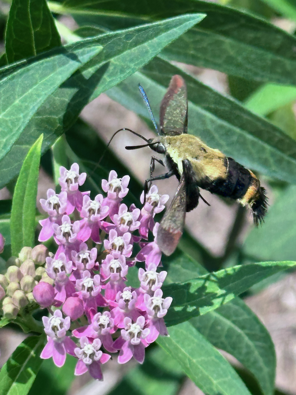Hummingbird Moth on Swamp Milkweed - Photographer :  Cindy Curtis 