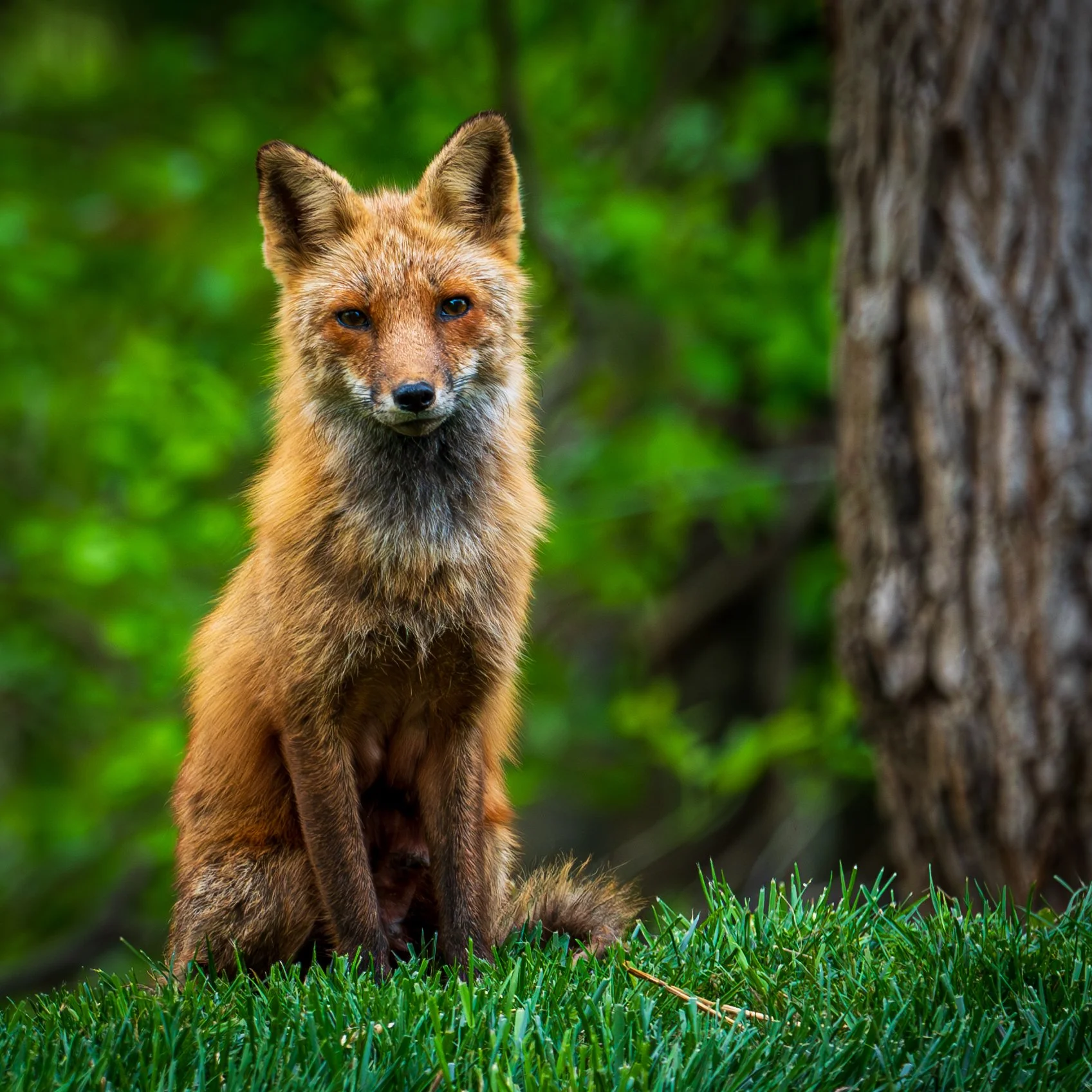 A fox sitting on green grass with a tree trunk and green foliage in the background.
