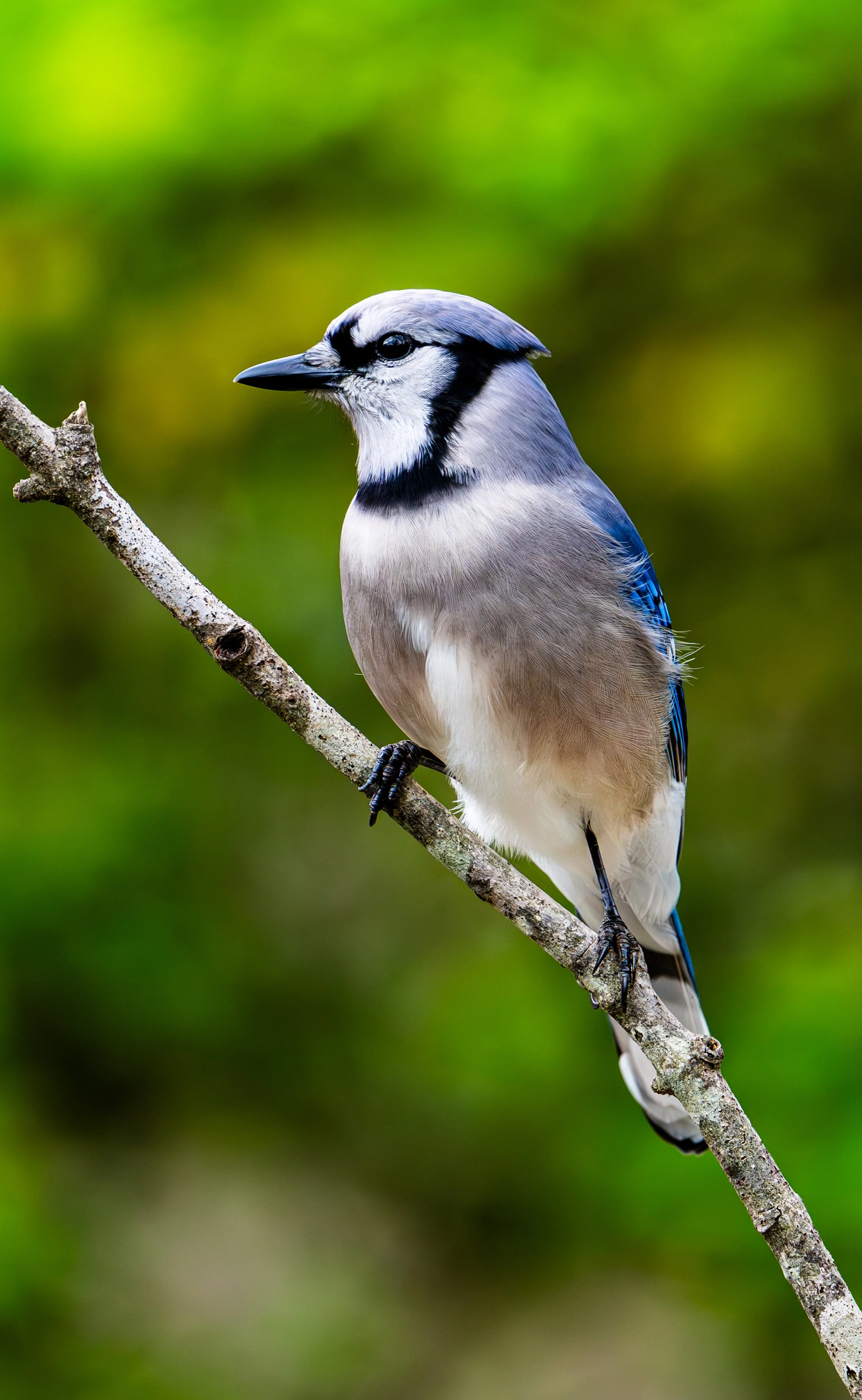 A blue jay perched on a tree branch with a blurred green background.