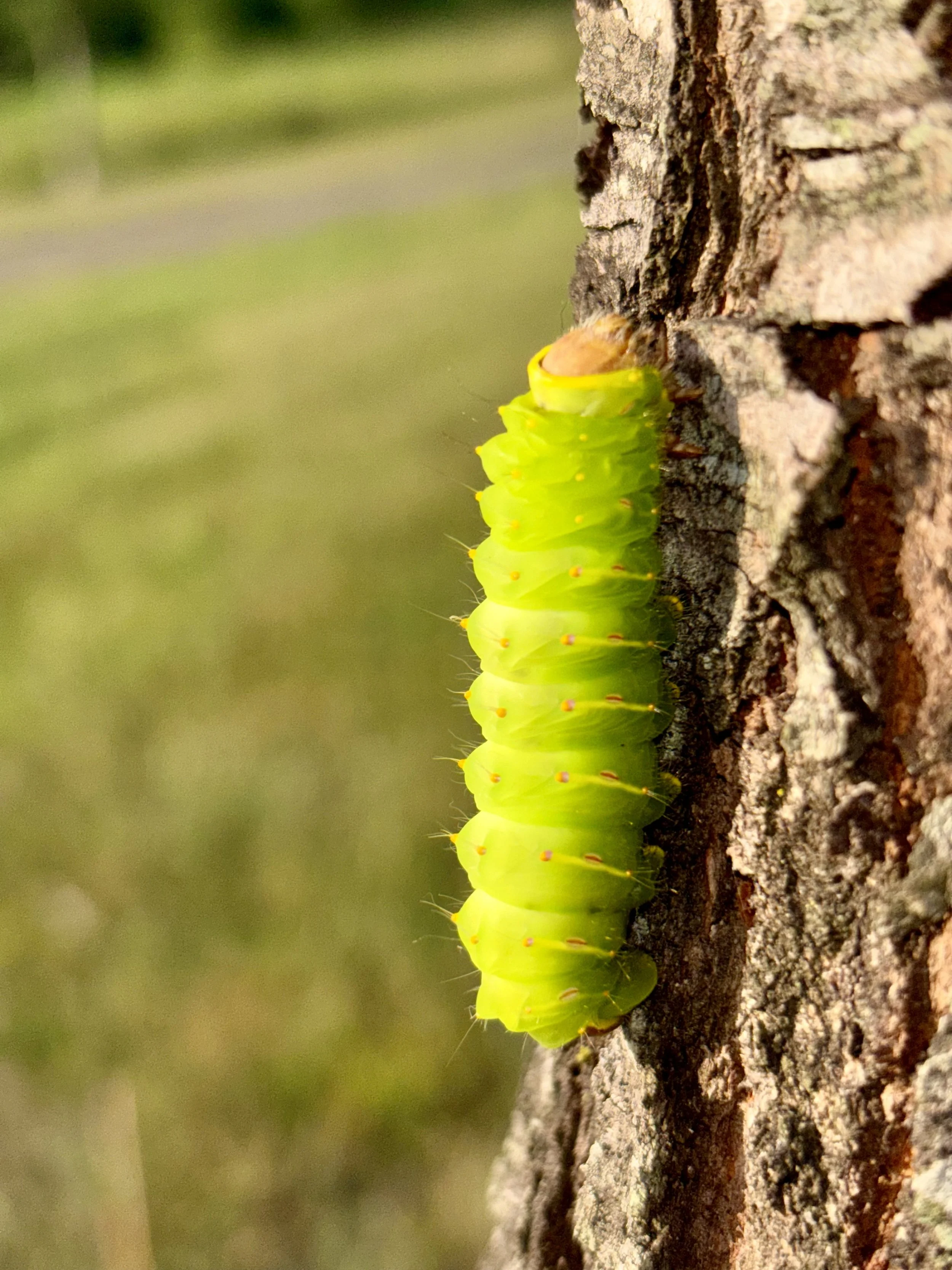 Polyphemus moth caterpillar : Photographer - Frances Vaughn
