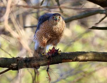 A bird of prey, possibly a hawk, perched on a tree branch with a small animal in its claws.