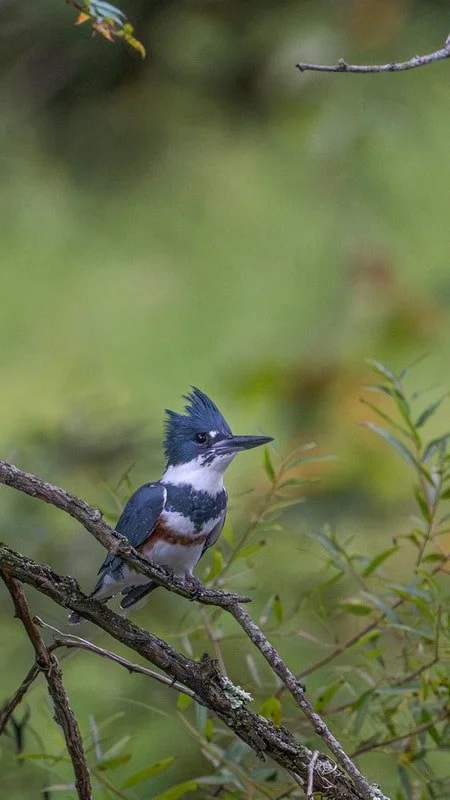 Kingfisher- 2024 Submitted by Thom Kaye