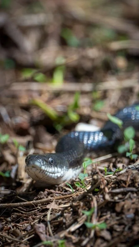 Rat Snake Photographer : Thom Kaye