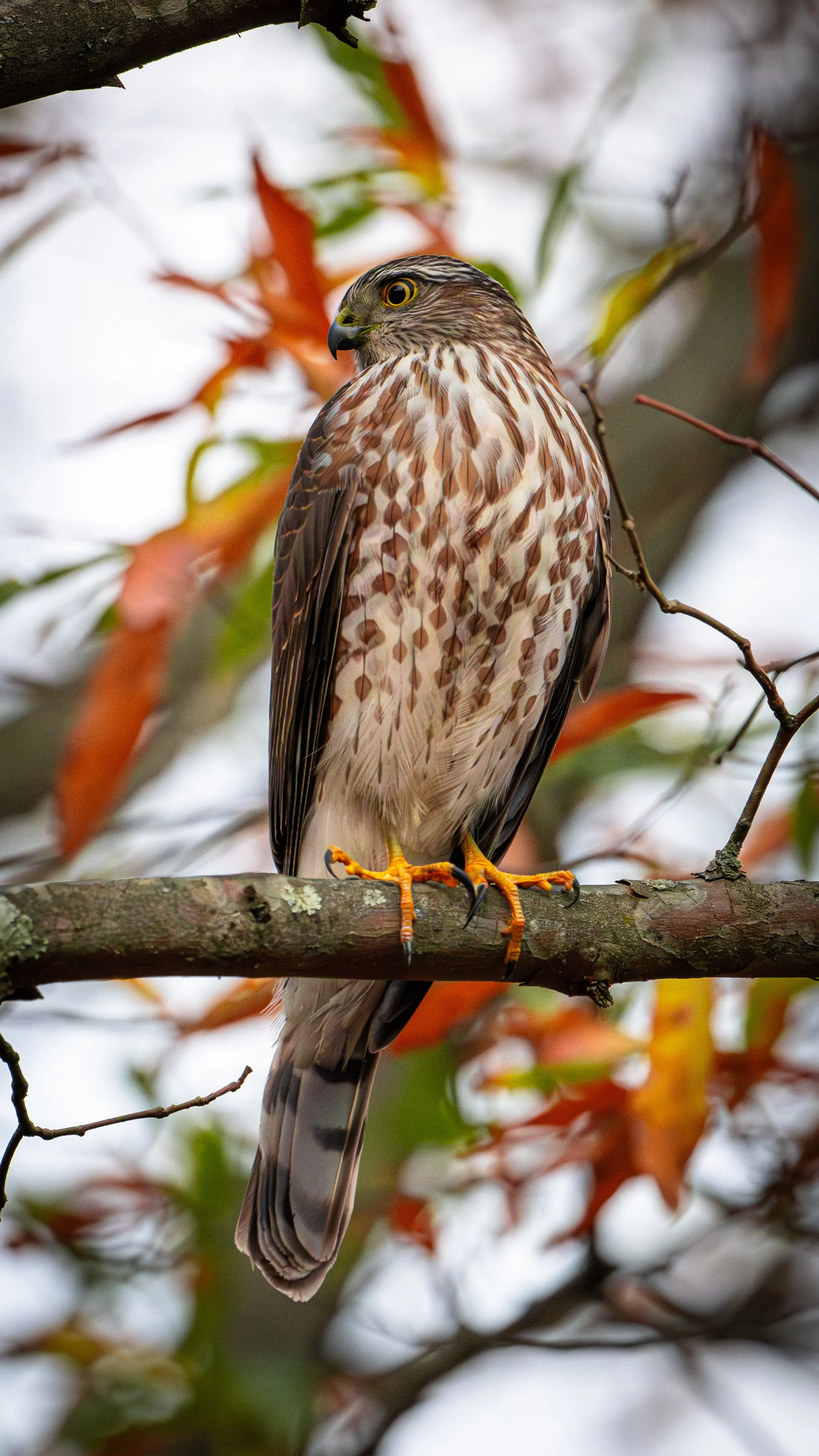 A bird perched on a tree branch with autumn leaves in the background.