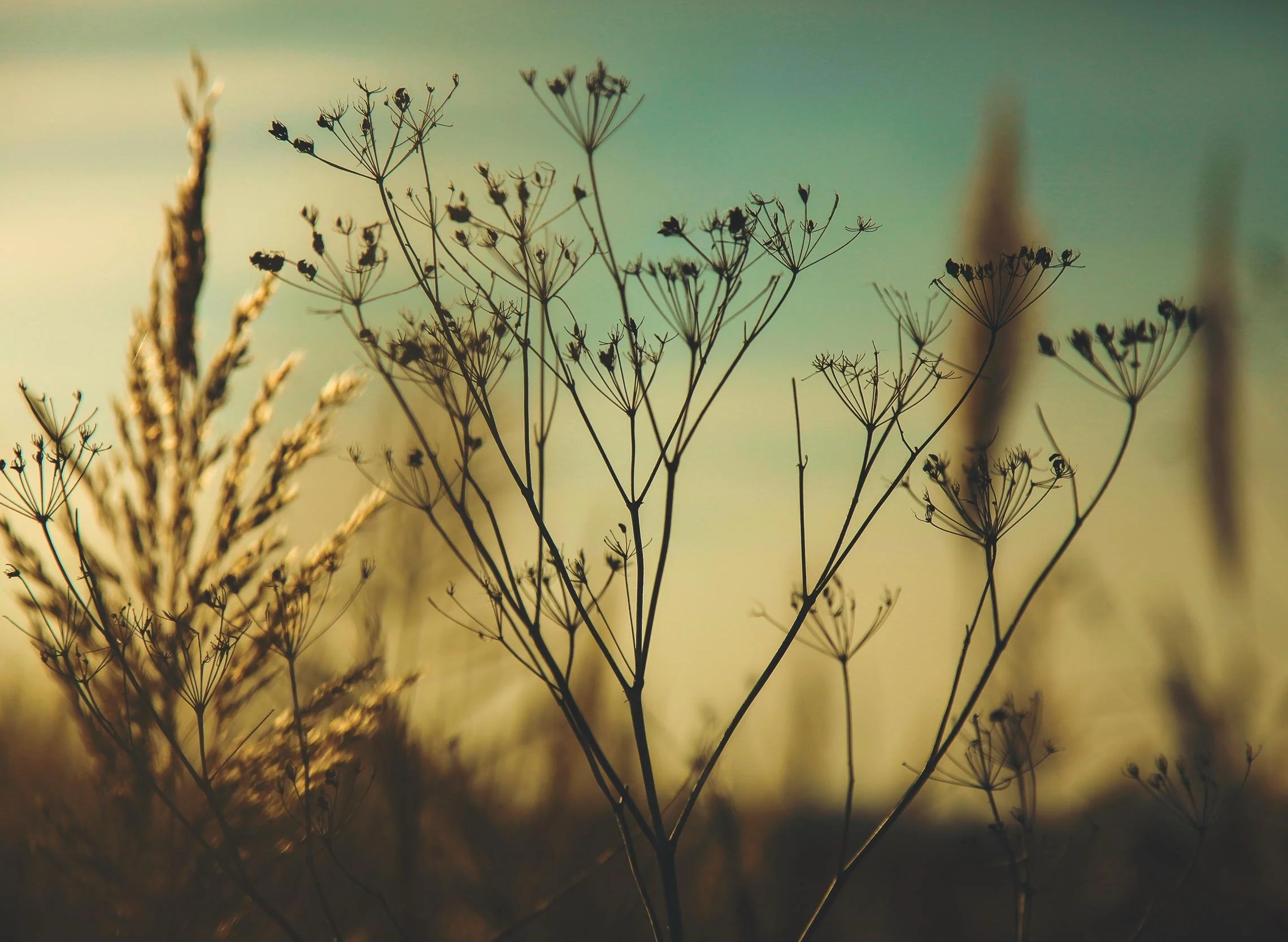 Silhouettes of dried wildflowers and grasses against a pastel sky at sunset.
