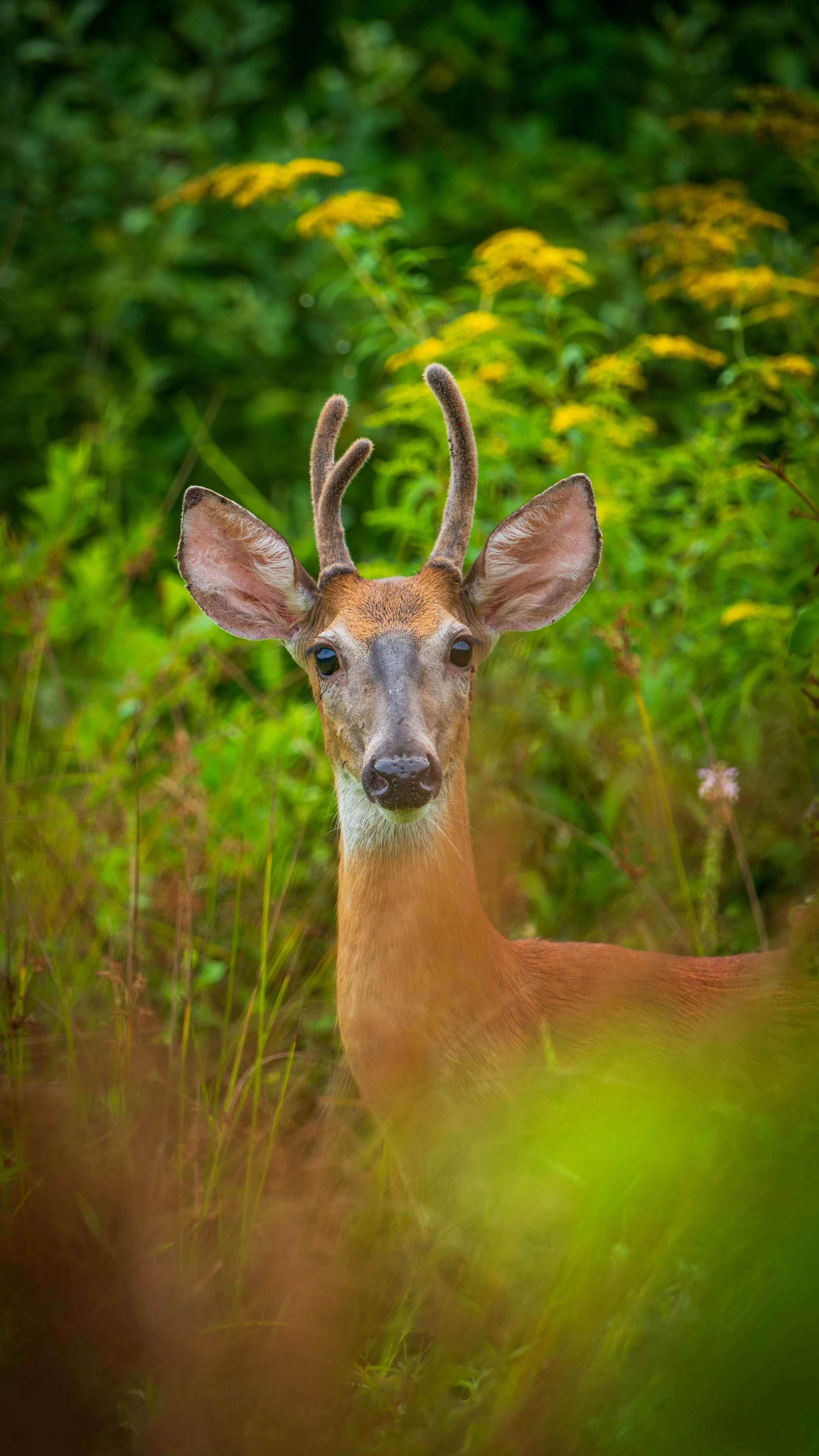 Young deer in a green forest with yellow flowers in the background.