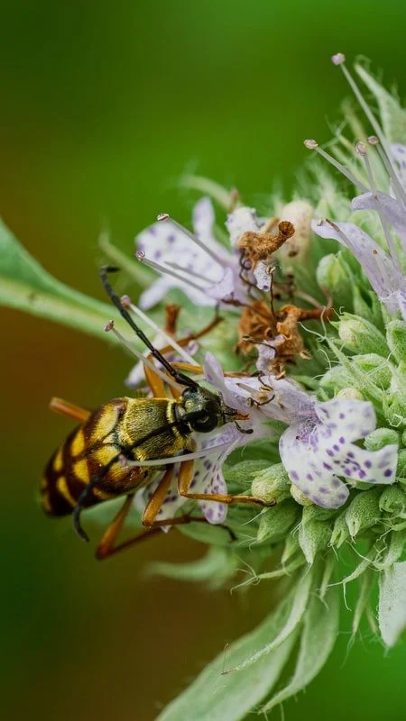 Zebra Longhorn Beetle on Hoary Mountain Mint - Photographer : Thom Kaye 