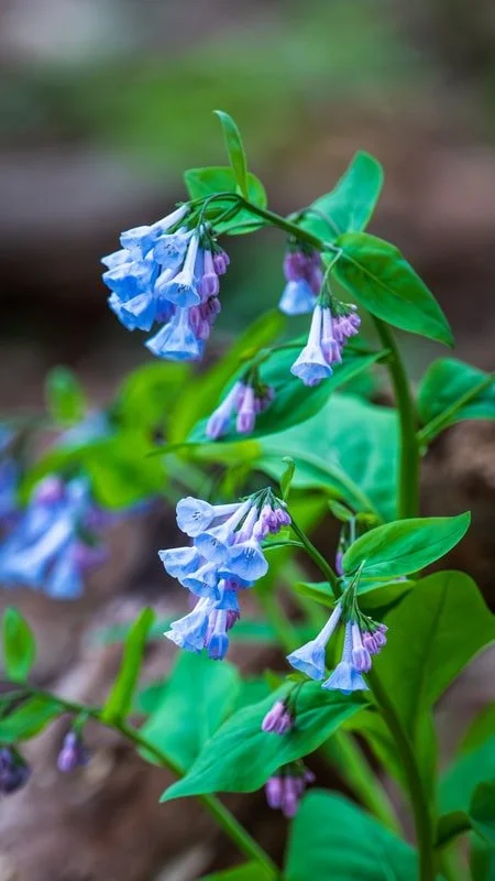 Virginia Bluebells - Fauquier County Photographer : Thom Kaye