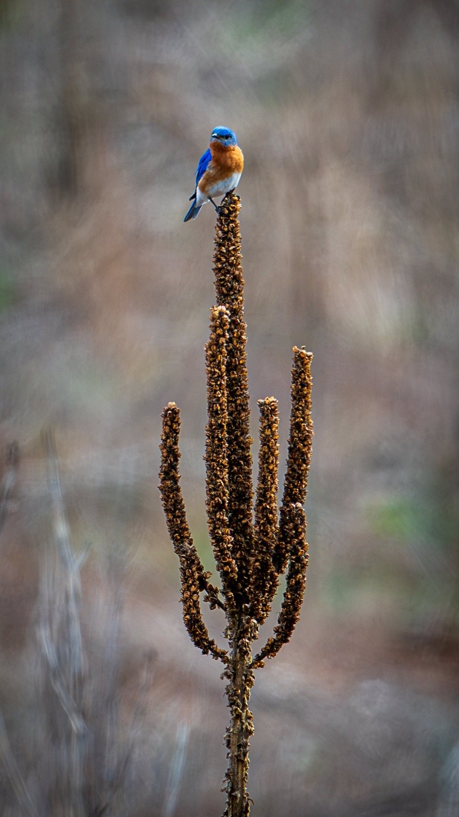 Eastern Blue Bird -Photographer : Thom Kaye