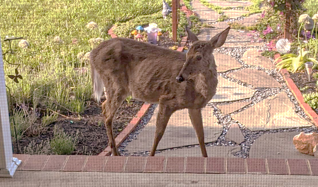 Deer standing on sidewalk with chronic wasting disease
