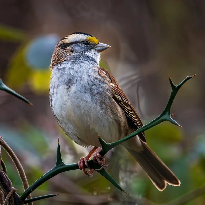White Throated Sparrow -Photographer :  Thom Kaye 