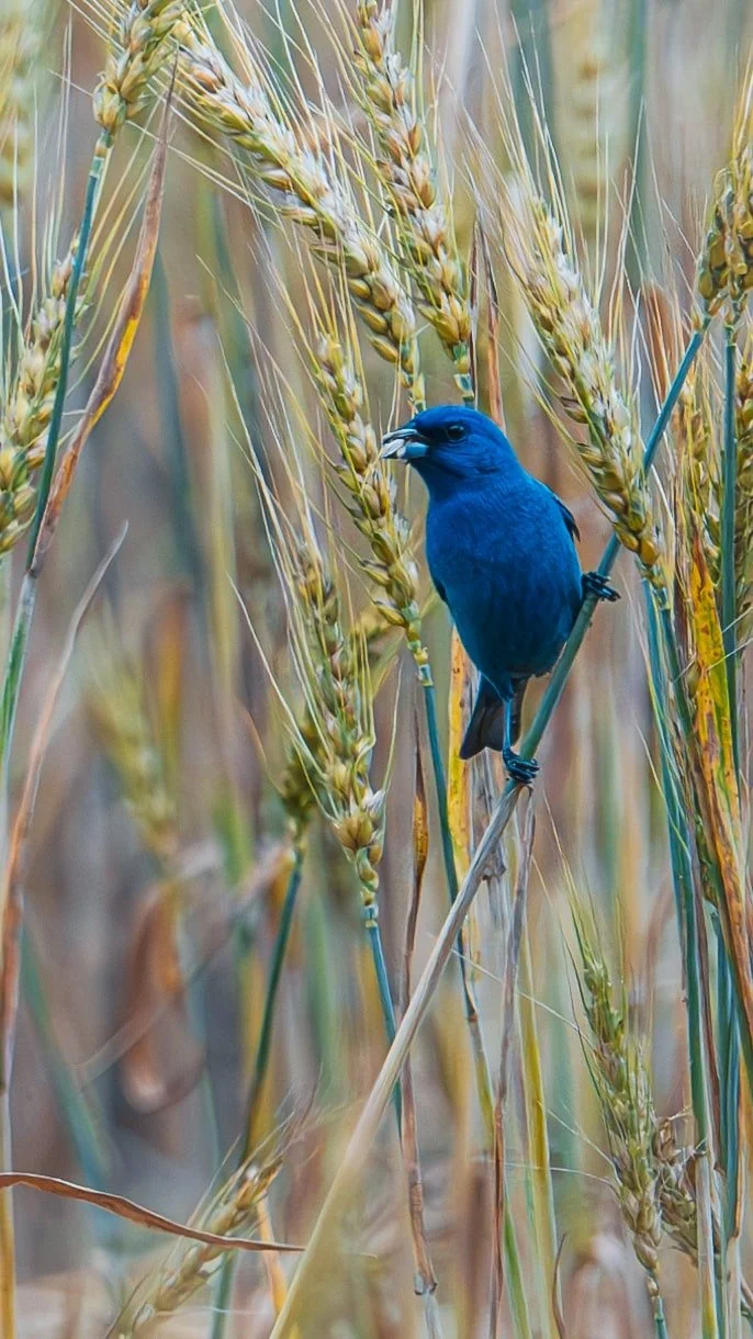 Indigo Bunting -Photographer :  Thom Kaye