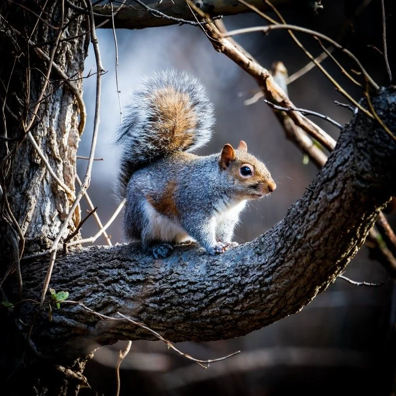 Gray Squirrel - Photographer  - Thom Kaye - 