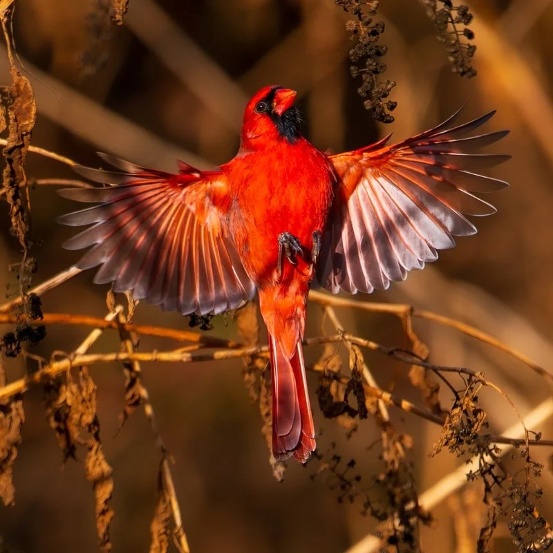 Cardinal - Photographer :  Thom Kaye - 