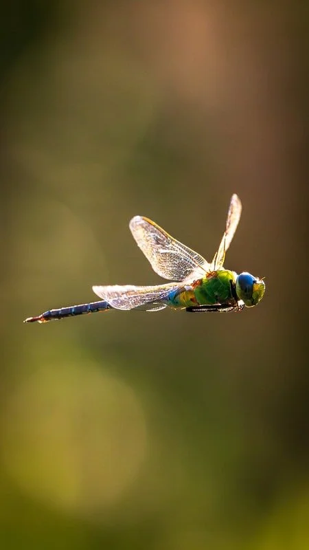 Dragonfly- Photographer :  Thom Kaye 