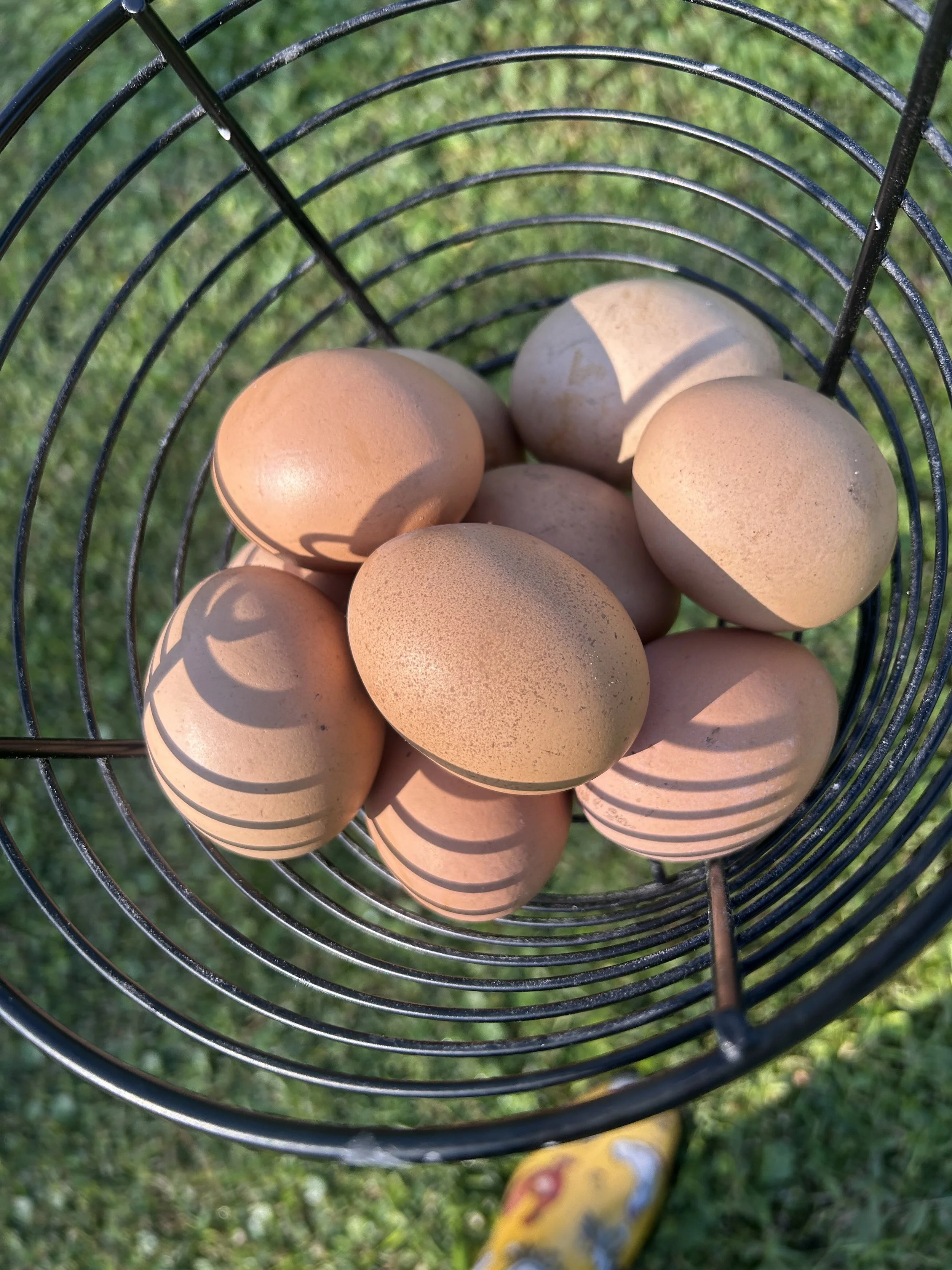 a dozen eggs from Knead and Grow Homestead and cottage bakery's hen named Henrietta