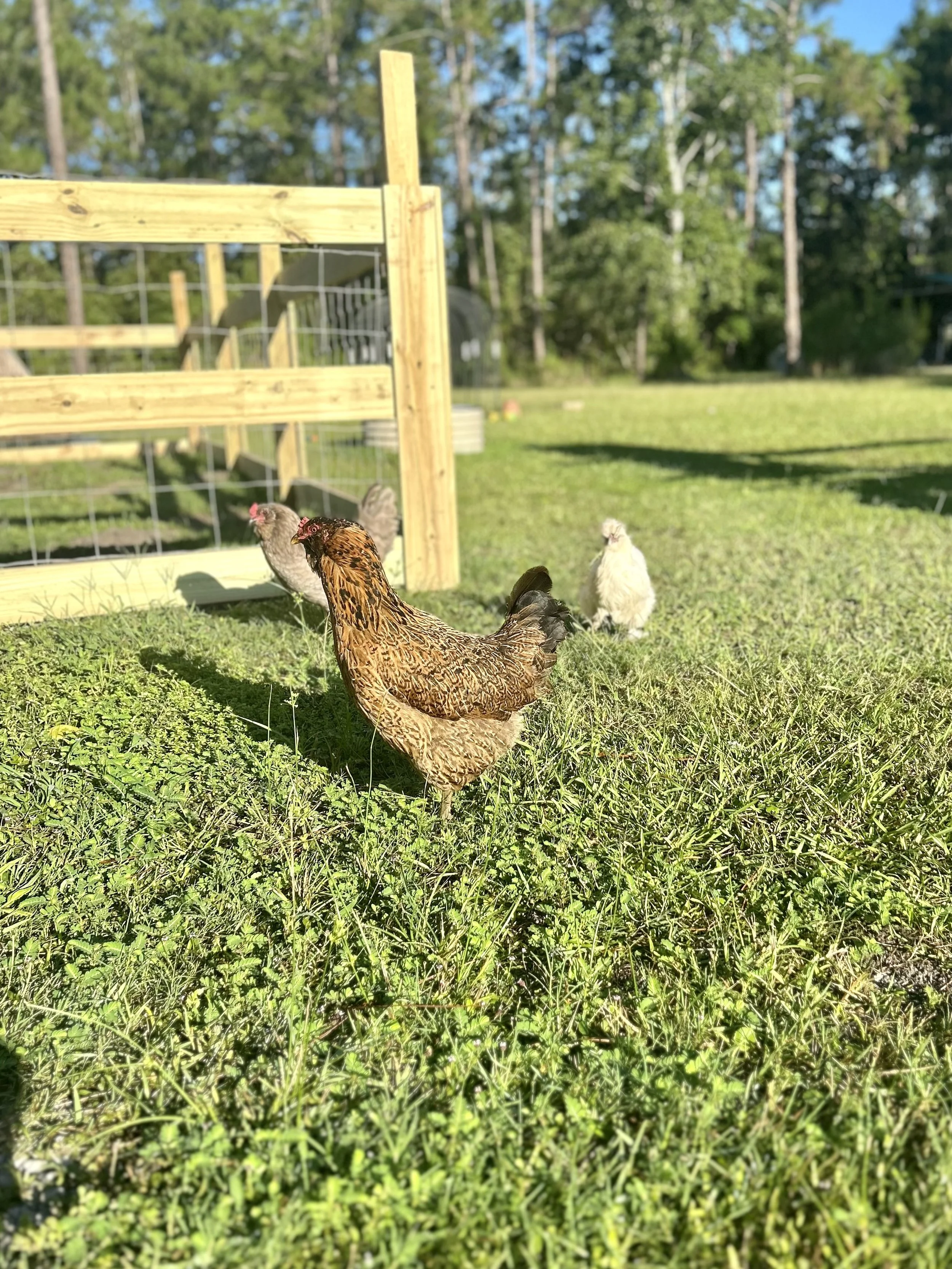 Three chickens outside in a grassy area with a wooden and wire fence, trees, and a sunny sky in the background.
