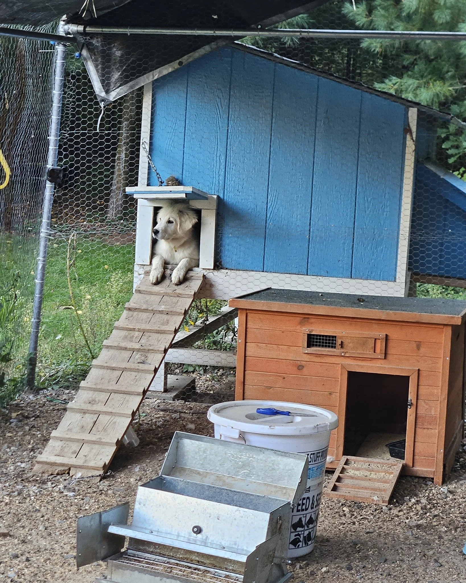 So serious... rare puppy occasion... but starting to work #homestead #livestockguardiandog #livestockguardiandoginthemaking 🐶🏡