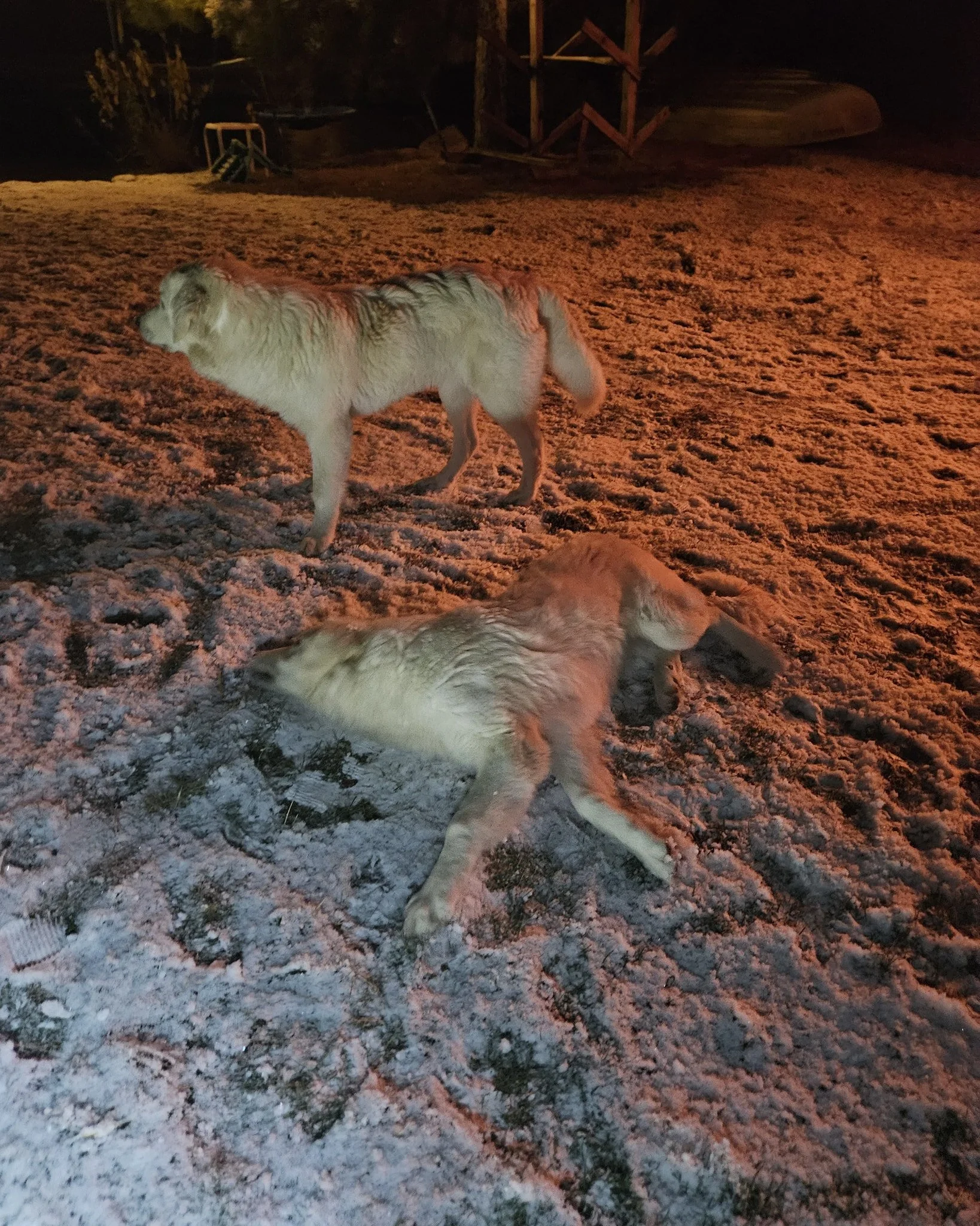 Winter vibes for our LGDs, Lily and Daisy's, first snow time. They seem delighted and love the snow, and the trampoline that they leap on is so much more fun with snow. #livestockguardiandog #farmlife #homestead #snowday #greatpyrenees