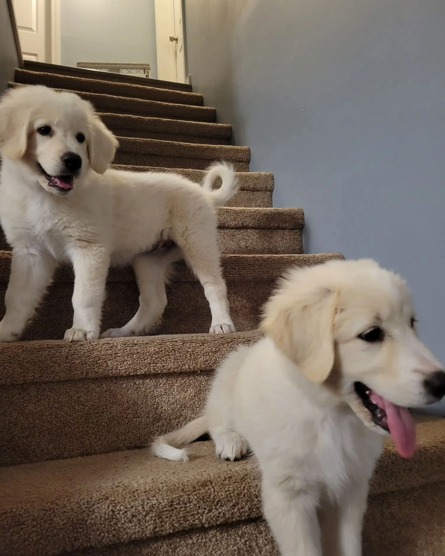 We are pleased to announce the arrival of Daisy and Lily, our new Livestock Guardian Dogs (LGDs). These girls will be trained to patrol and protect our livestock from predators, with the goal of transitioning them to an outdoor living environment wit