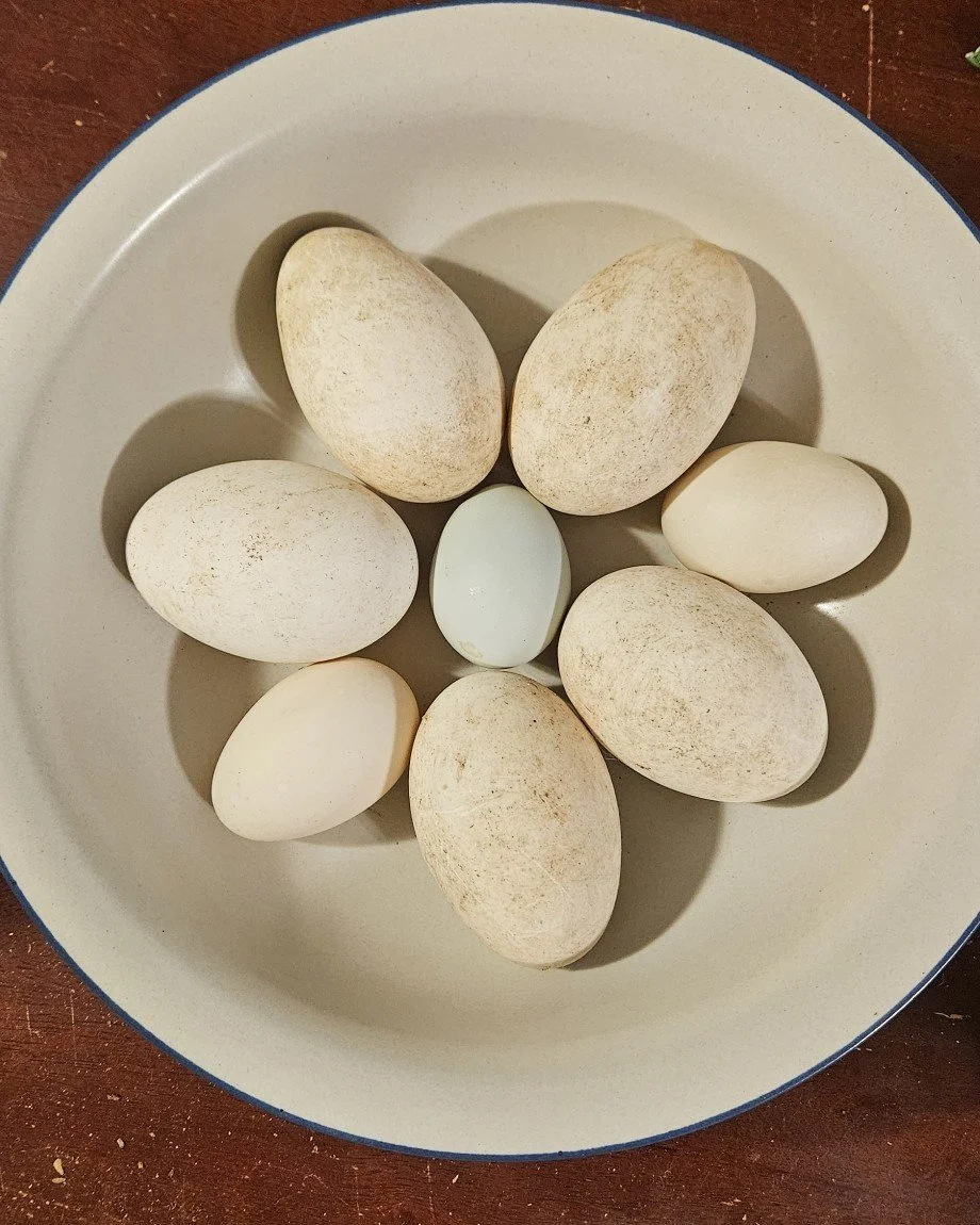 We have eggs! And a lot! 🥚🐣🐥

Currently, we have chicken, duck, and our Goostavia goose eggs.

You can see the size difference! 🐔🦆🦢

#farmlife #eggs #homestead 👩&zwj;🌾🚜🏡