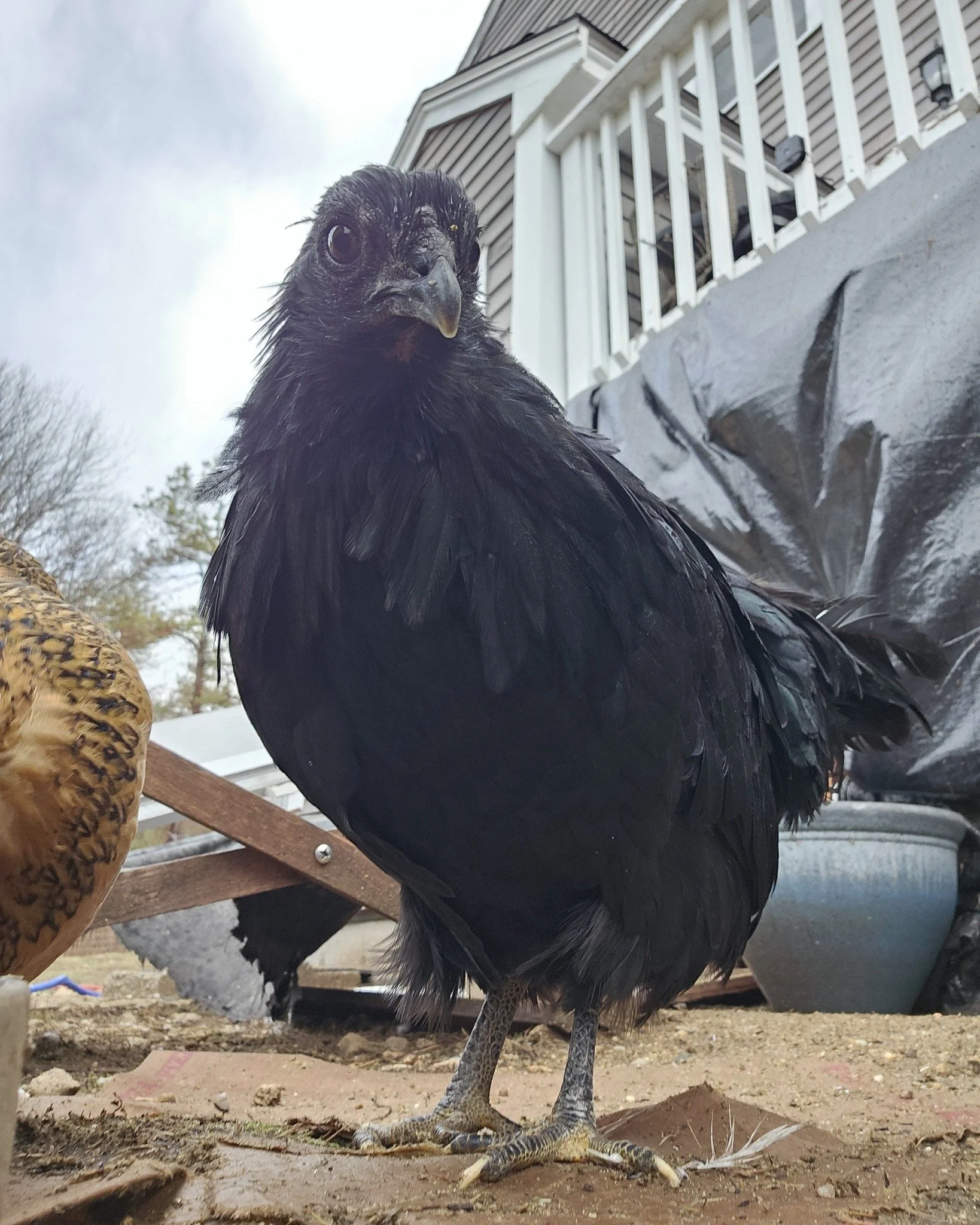 These friendly little ladies we picked up last October were among 21 new additions to the flock. 🐔🐣 They lived in the den for most of the winter until we made a temporary coop under our deck. 🏡 Soon it will be warm and we can build them a more per