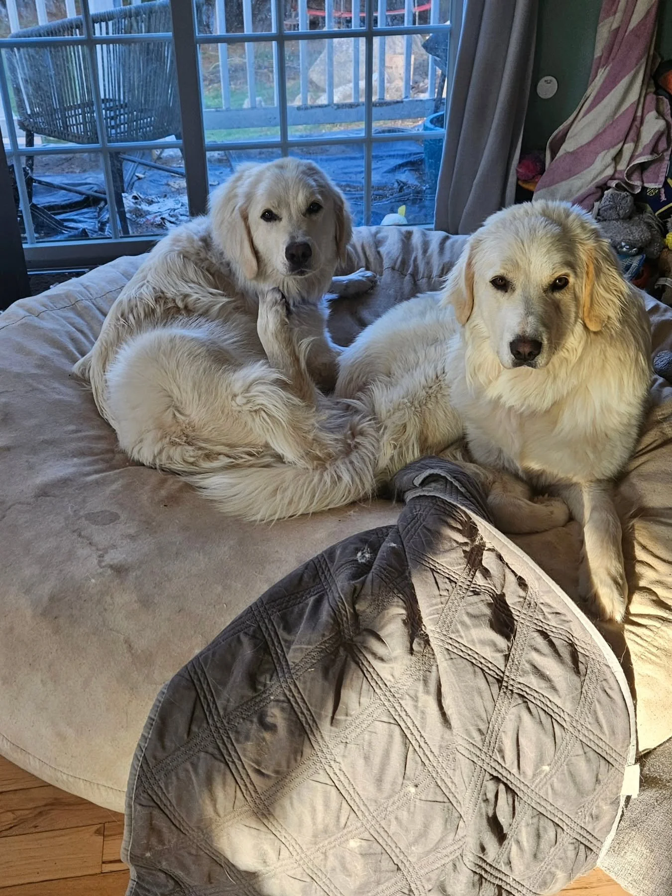 Meet Ms. Lily, the escape artist and troublemaker on the left, and Ms. Daisy, the barker and ultimate lapdog on the right! 🐾🐶 #Dogs #Personalities #Pets #livestockguardiandog