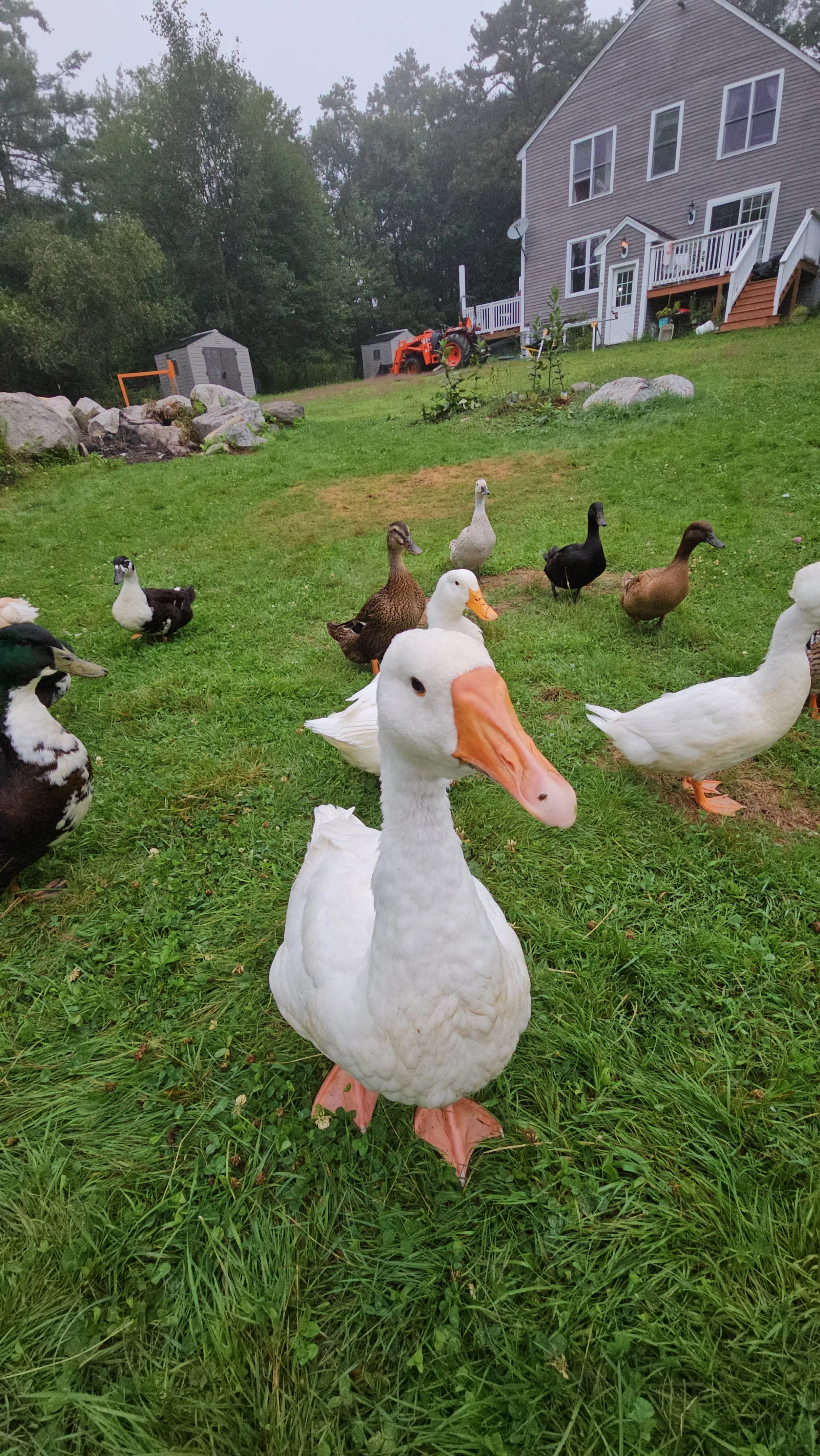 Geese, Ducks, on the Homestead just hanging around.