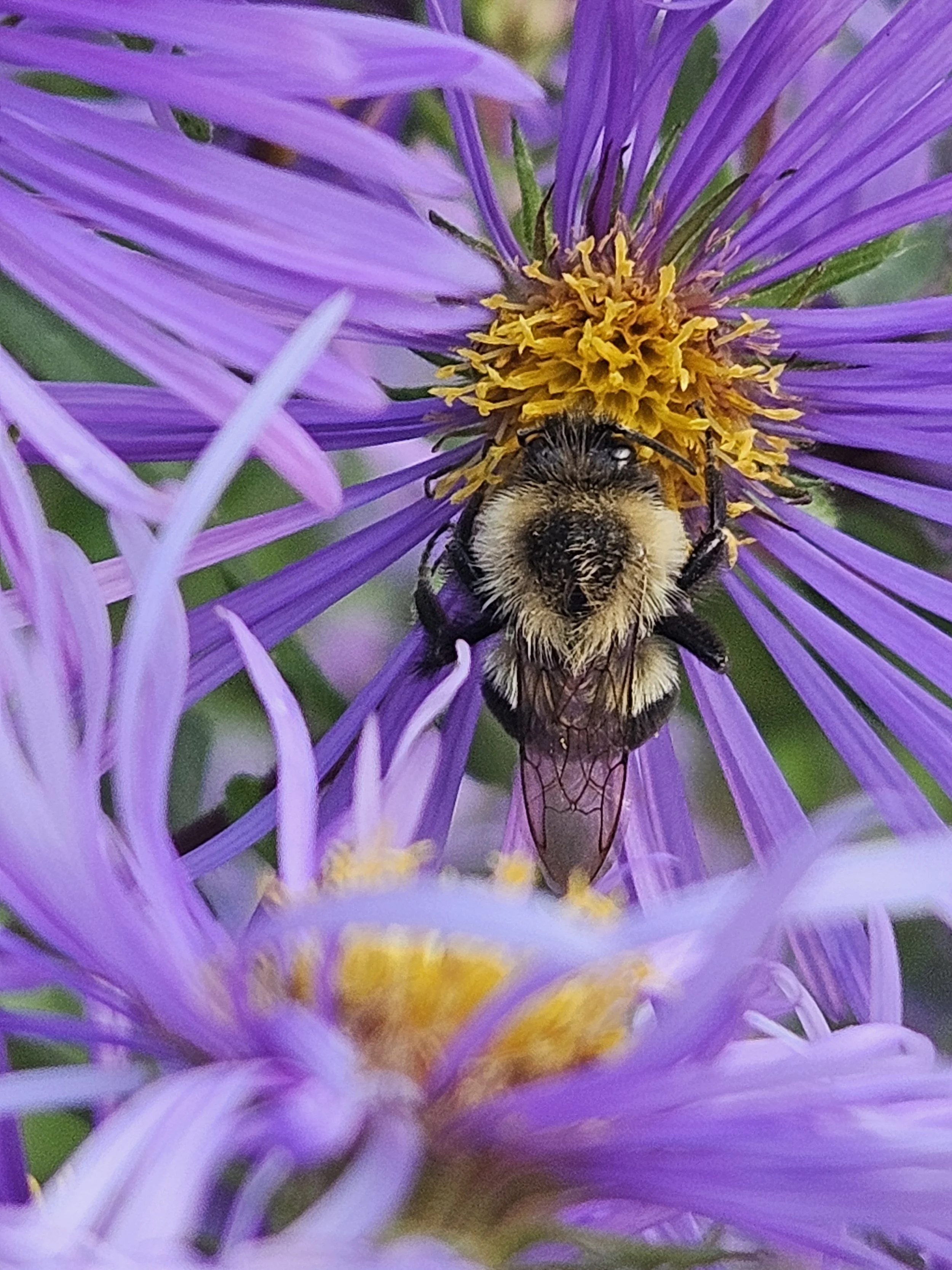 Bumble Bee on one of our asters