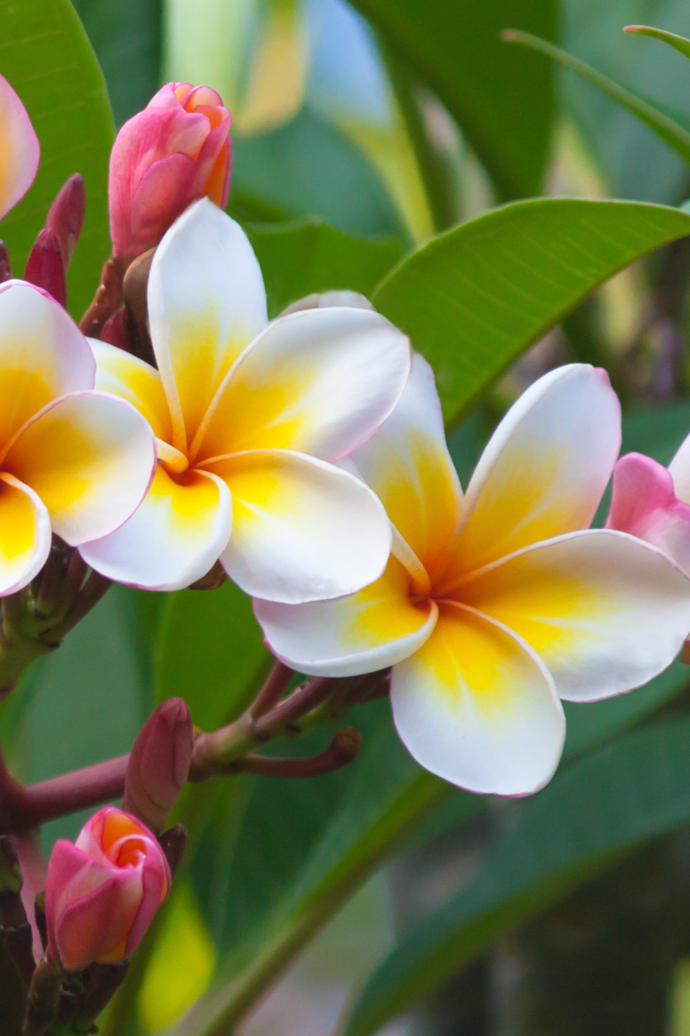 Plumeria blooms gorgeously representing a woman's ability to bloom and thrive with appropriate hormone therapy.