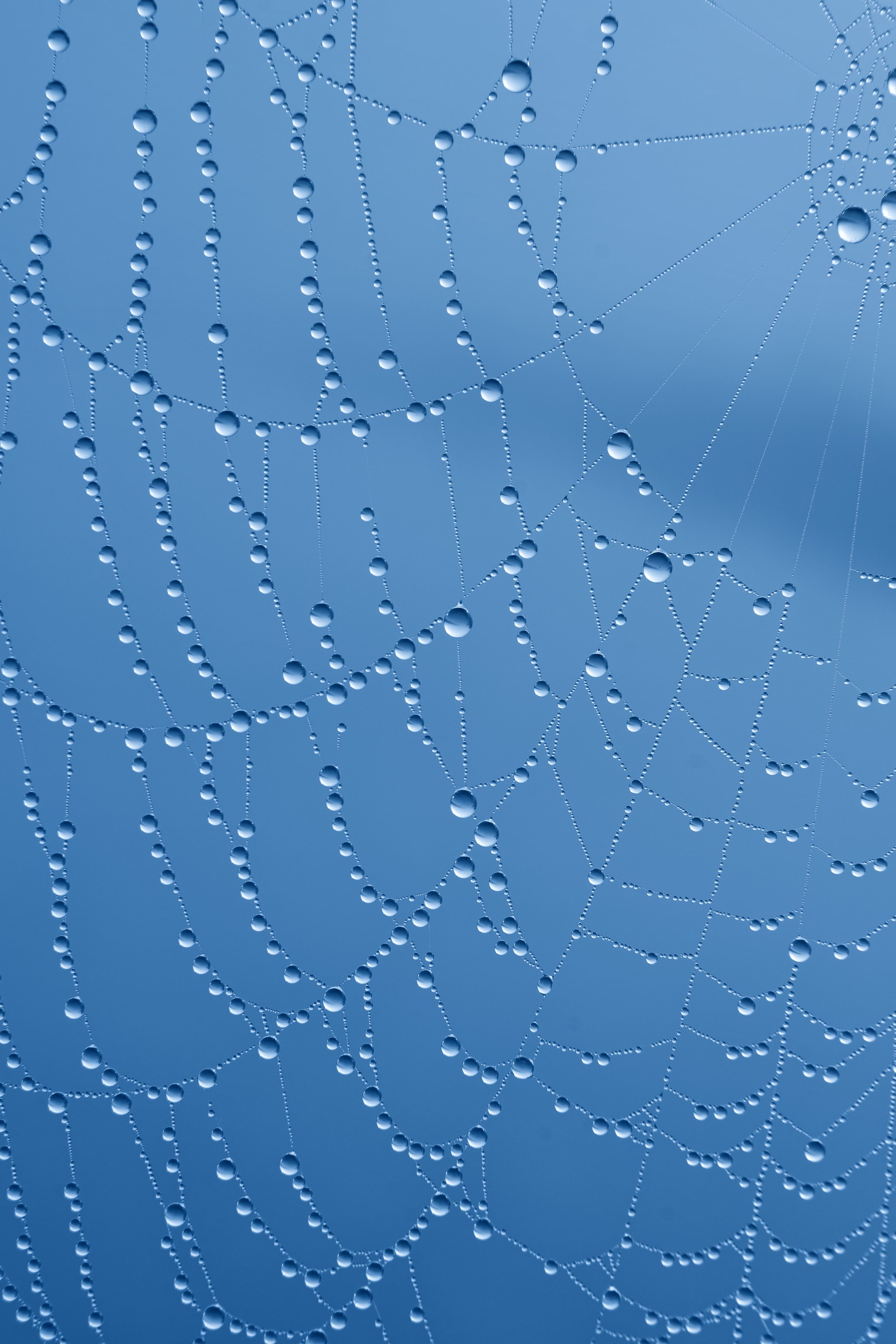 Water drops on a spiderweb reflect the way Banyan Health assesses patient health through connected, comprehensive medical treatments.