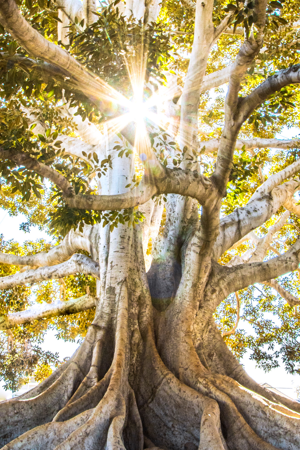 The sun shines through the strong branches of a banyan tree. Light peeking through symbolizes the hope one feels through psychedelic harm reduction.
