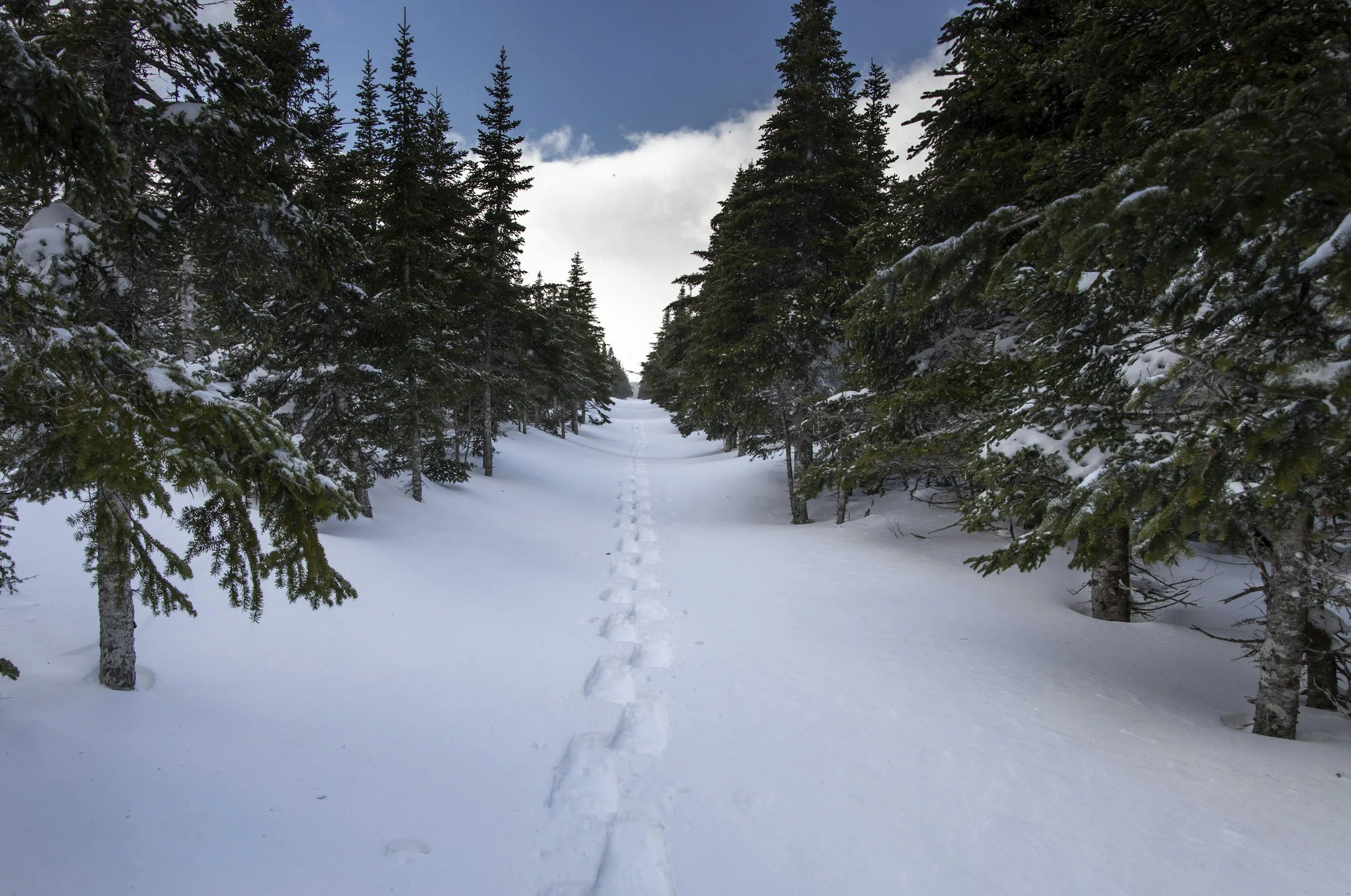 Snow-covered trail leading through a dense forest of evergreen trees with a partly cloudy sky.