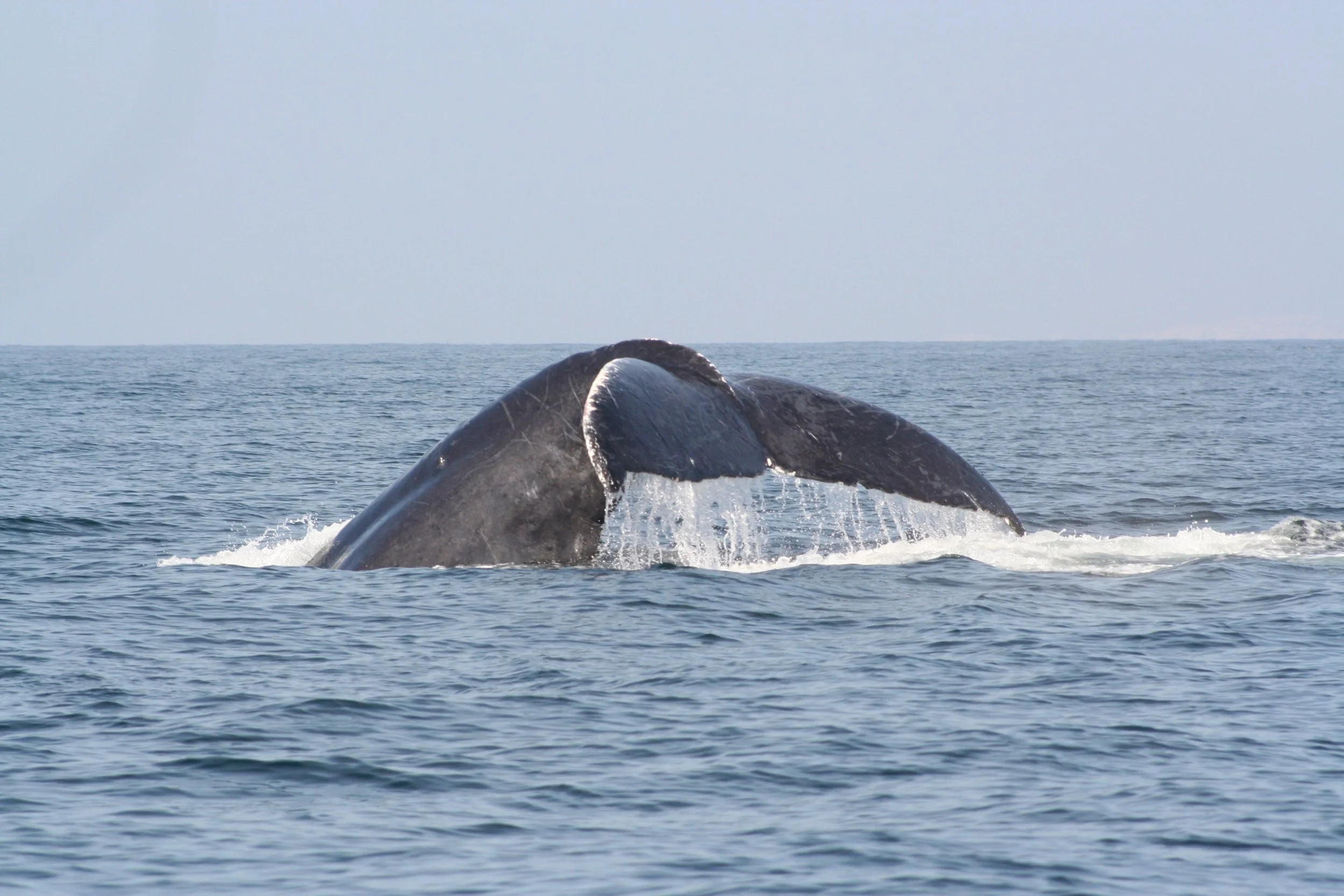 A large whale's tail fluke emerging from the ocean water.