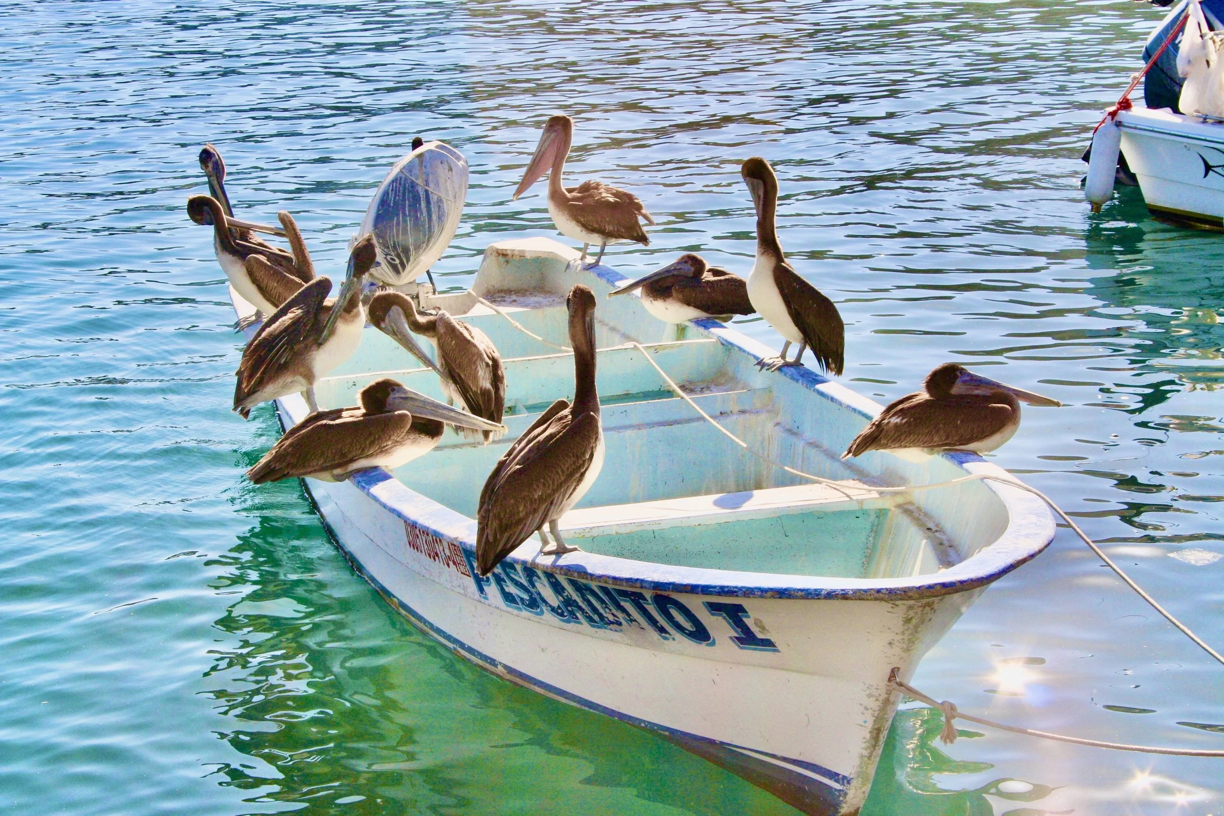 Multiple pelicans sitting on an old, small boat docked on calm water, with another boat visible in the background.
