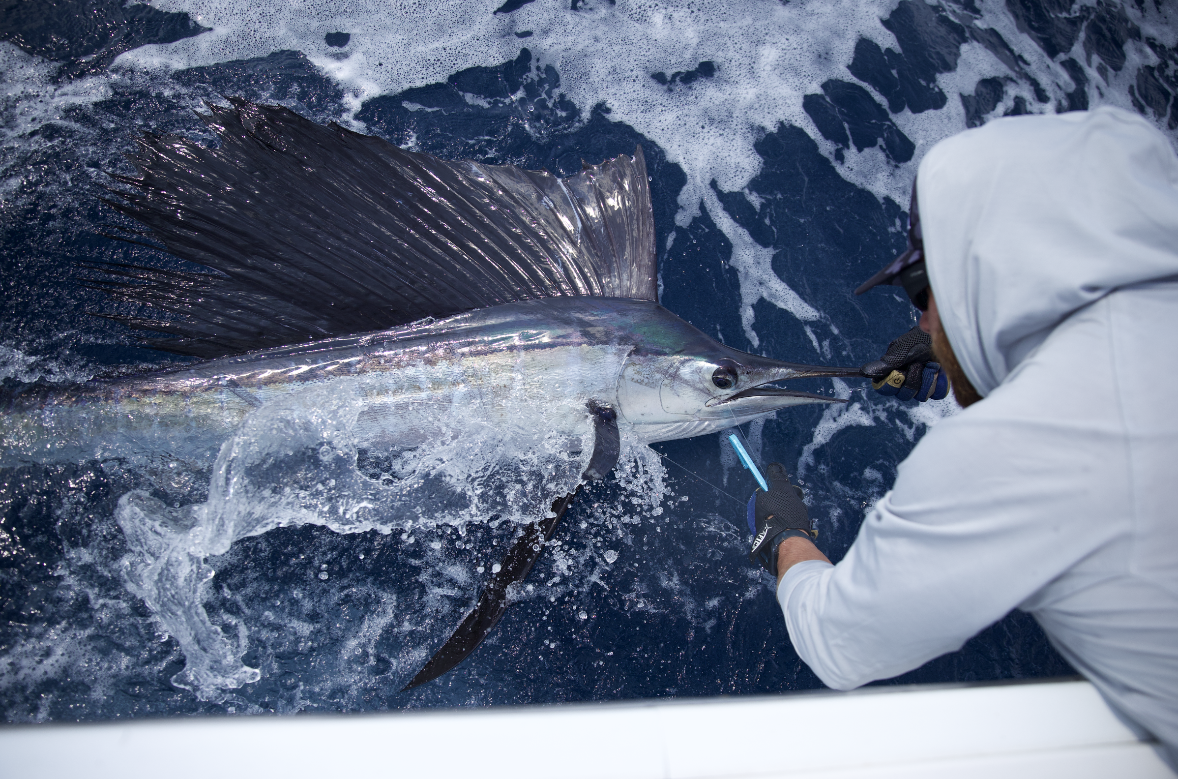 Sailfish Release