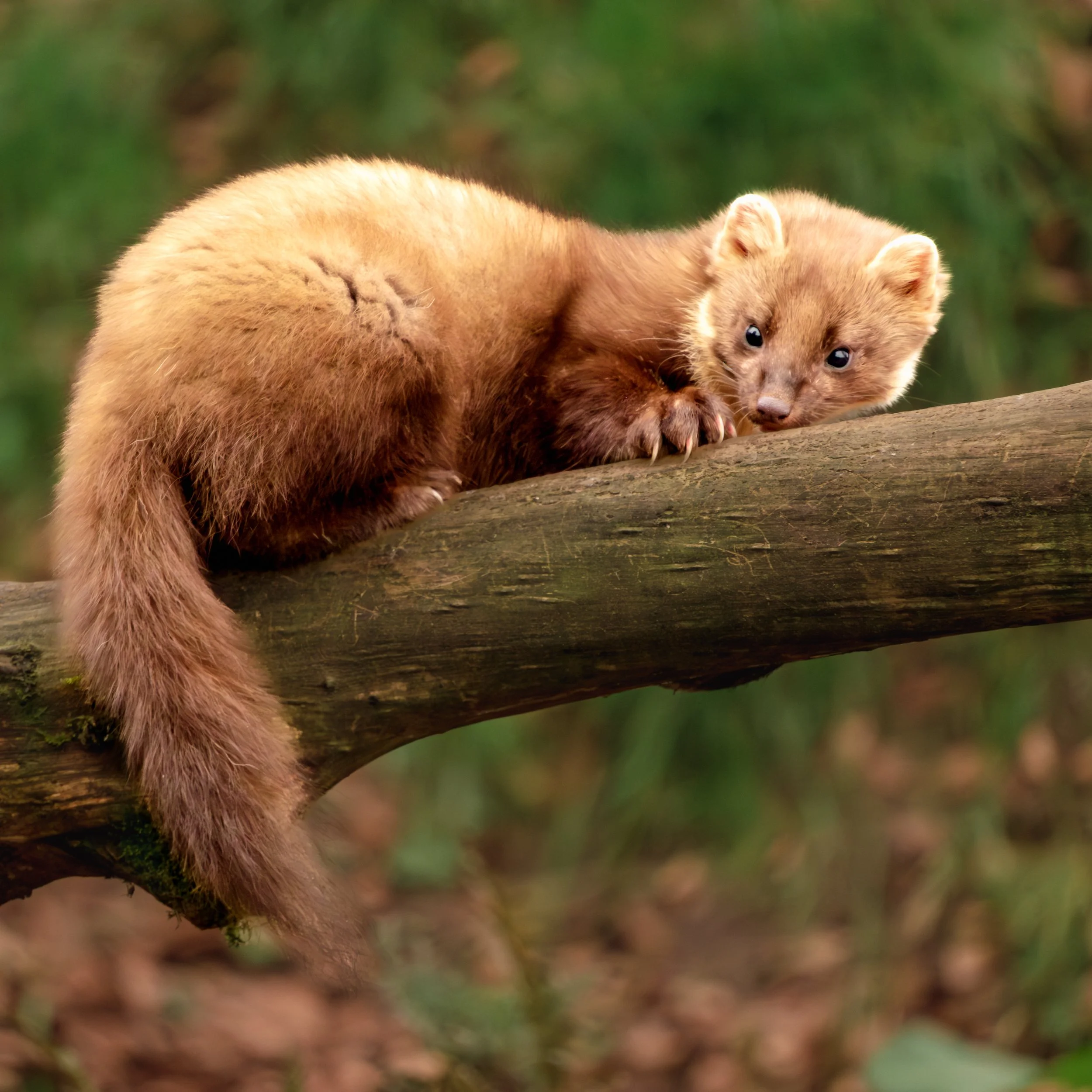 2025_03_03_Limekiln Hide100.jpg