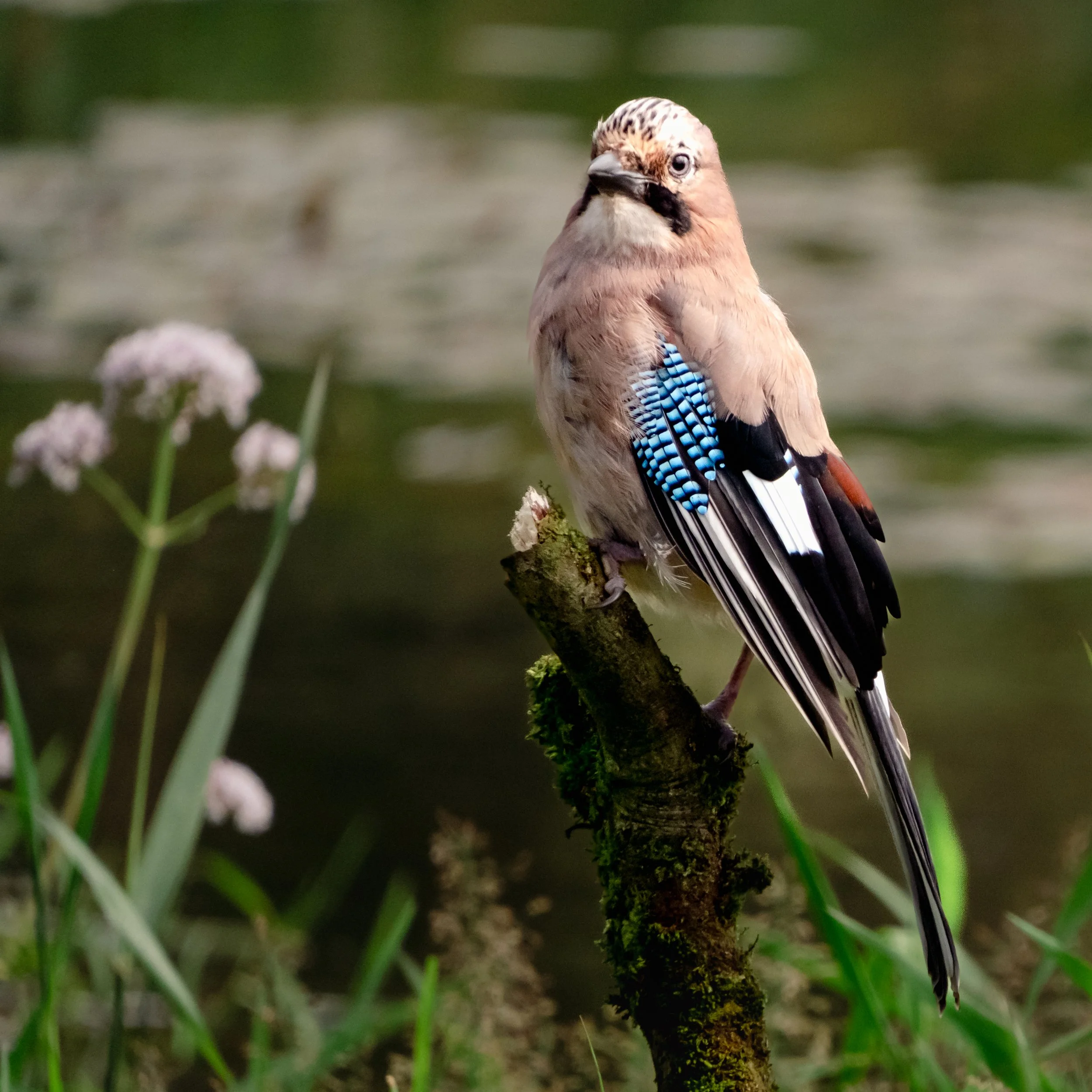 2023_09_07 _River Birch Hide_SMulingar347.jpg